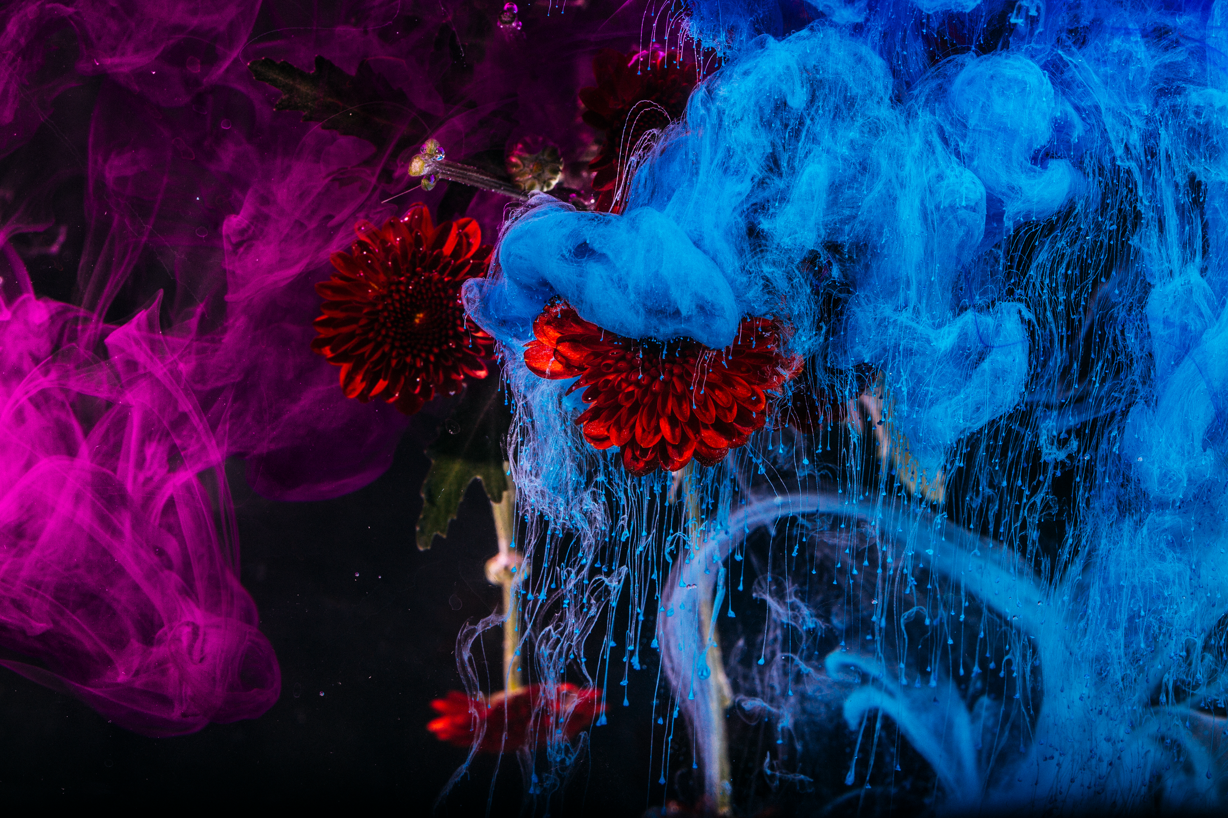 Kagayaku Hana (5 of 6).png