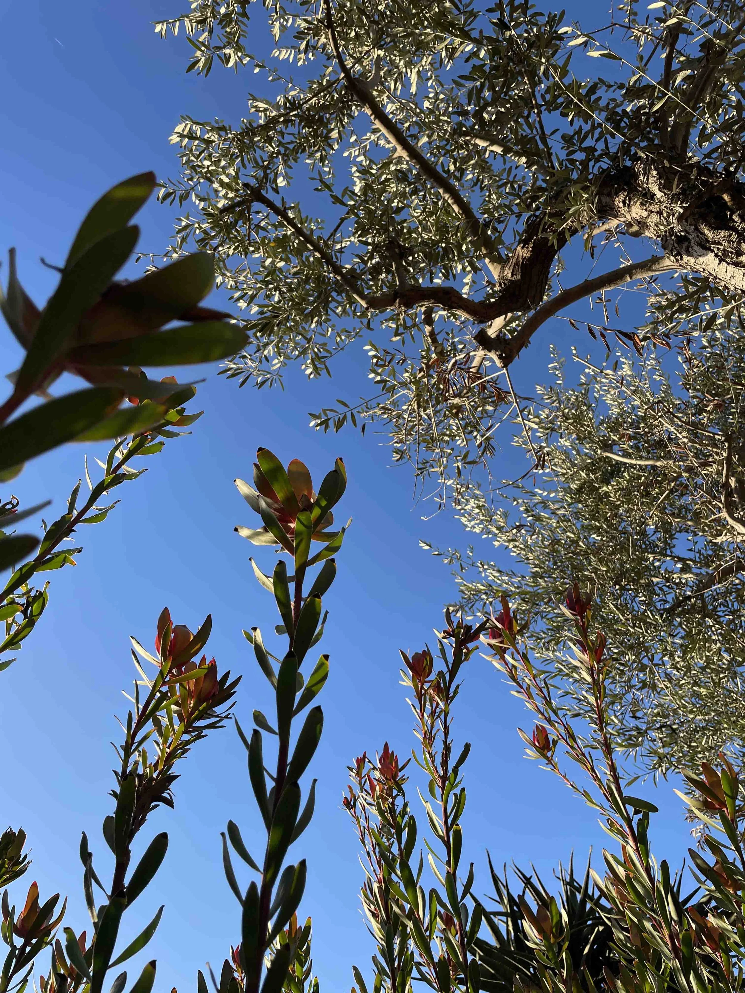 Charlotte Ruby Campbell_Mural_28.jpg