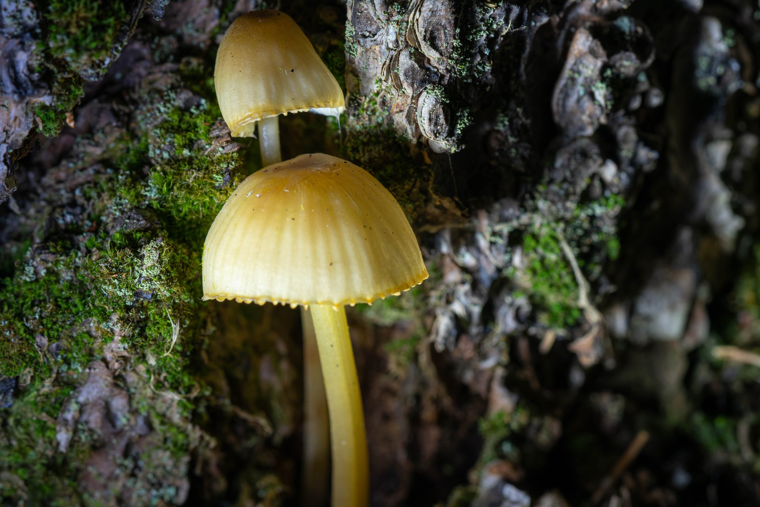 DSC06813-DxO_DeepPRIME 3.jpg