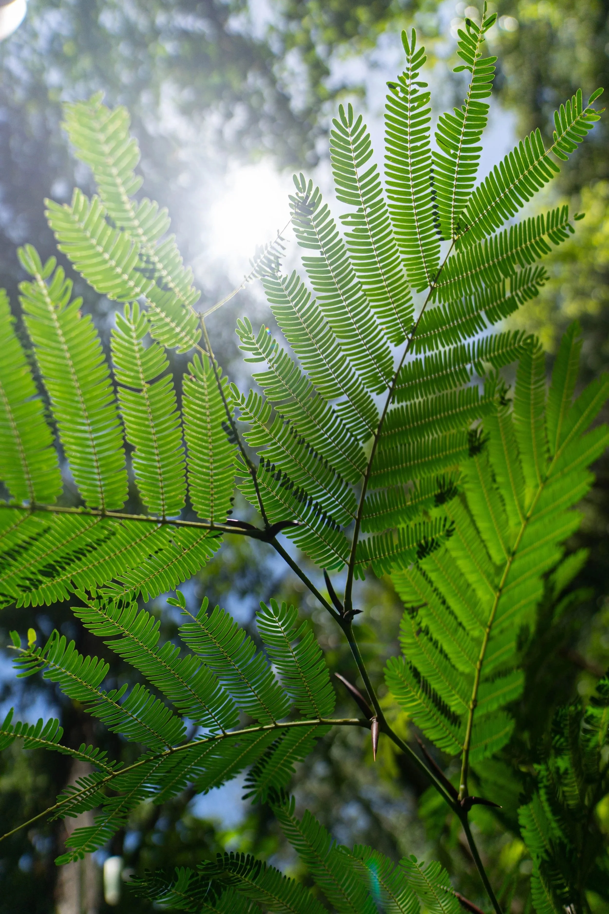 DSC04087.jpg