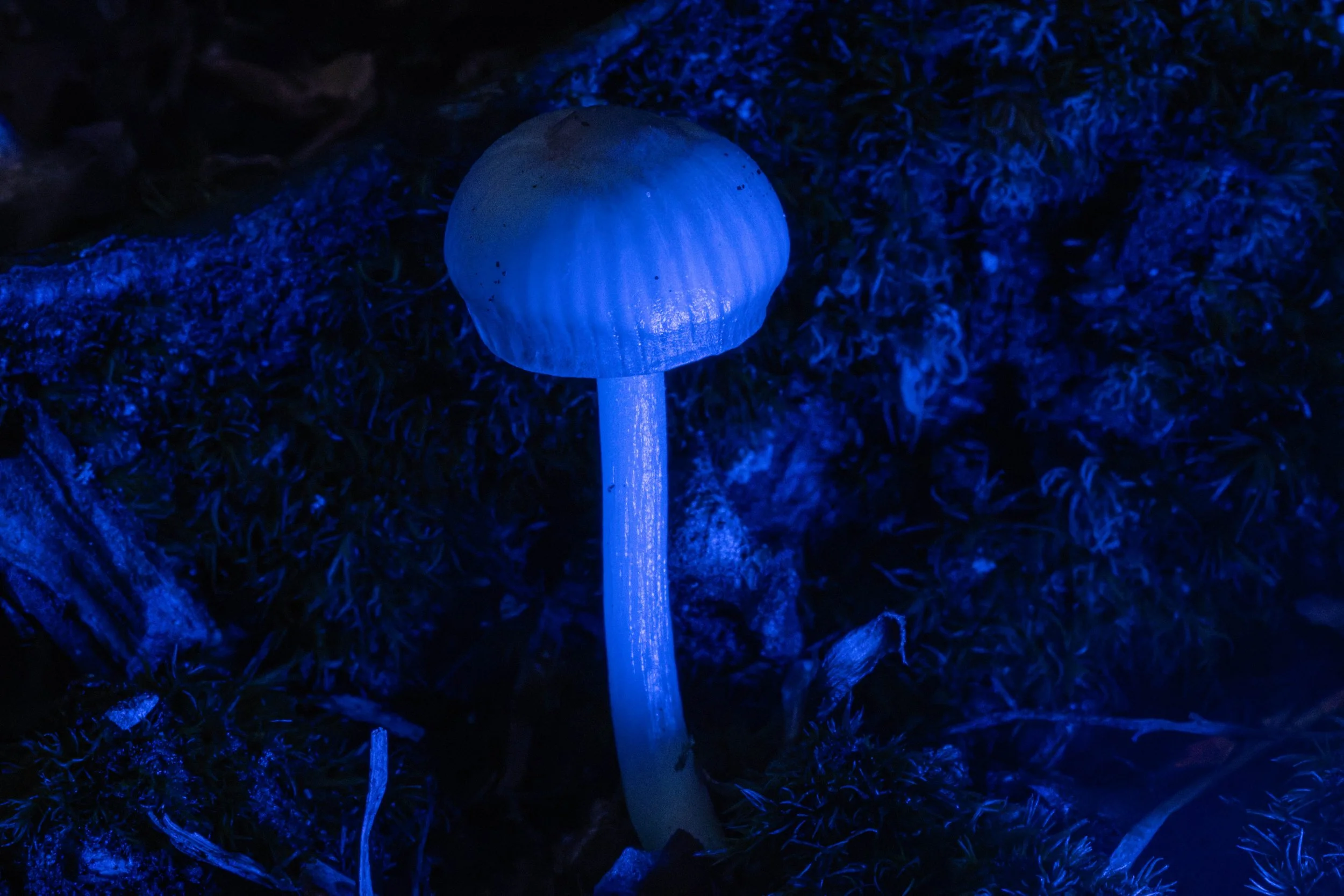 DSC06935-DxO_DeepPRIME 3.jpg