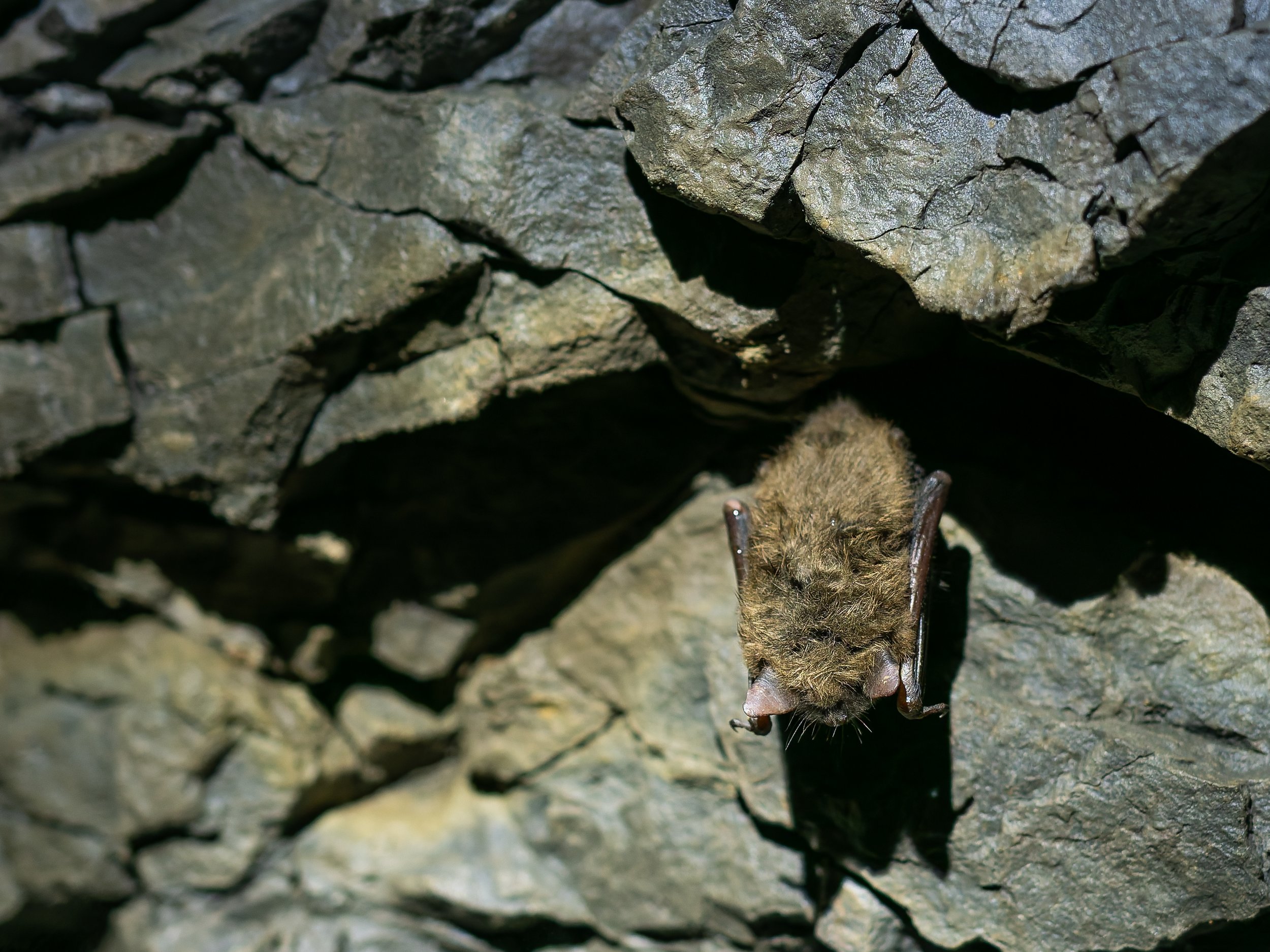 kingston mines bat.jpg