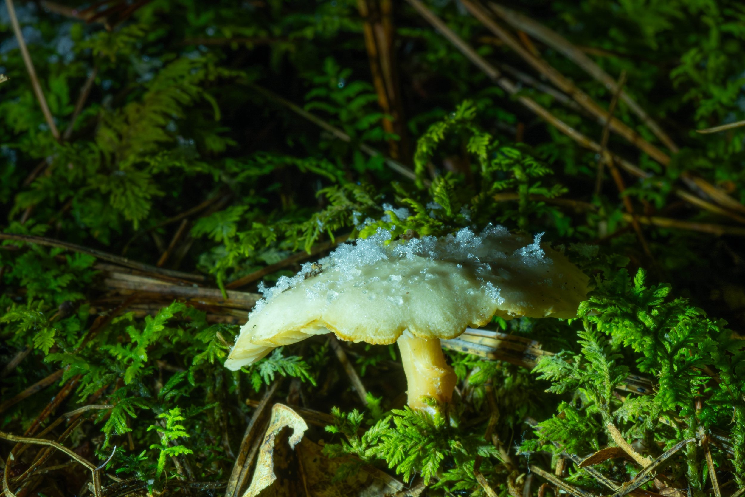 DSC06880-DxO_DeepPRIME 3.jpg