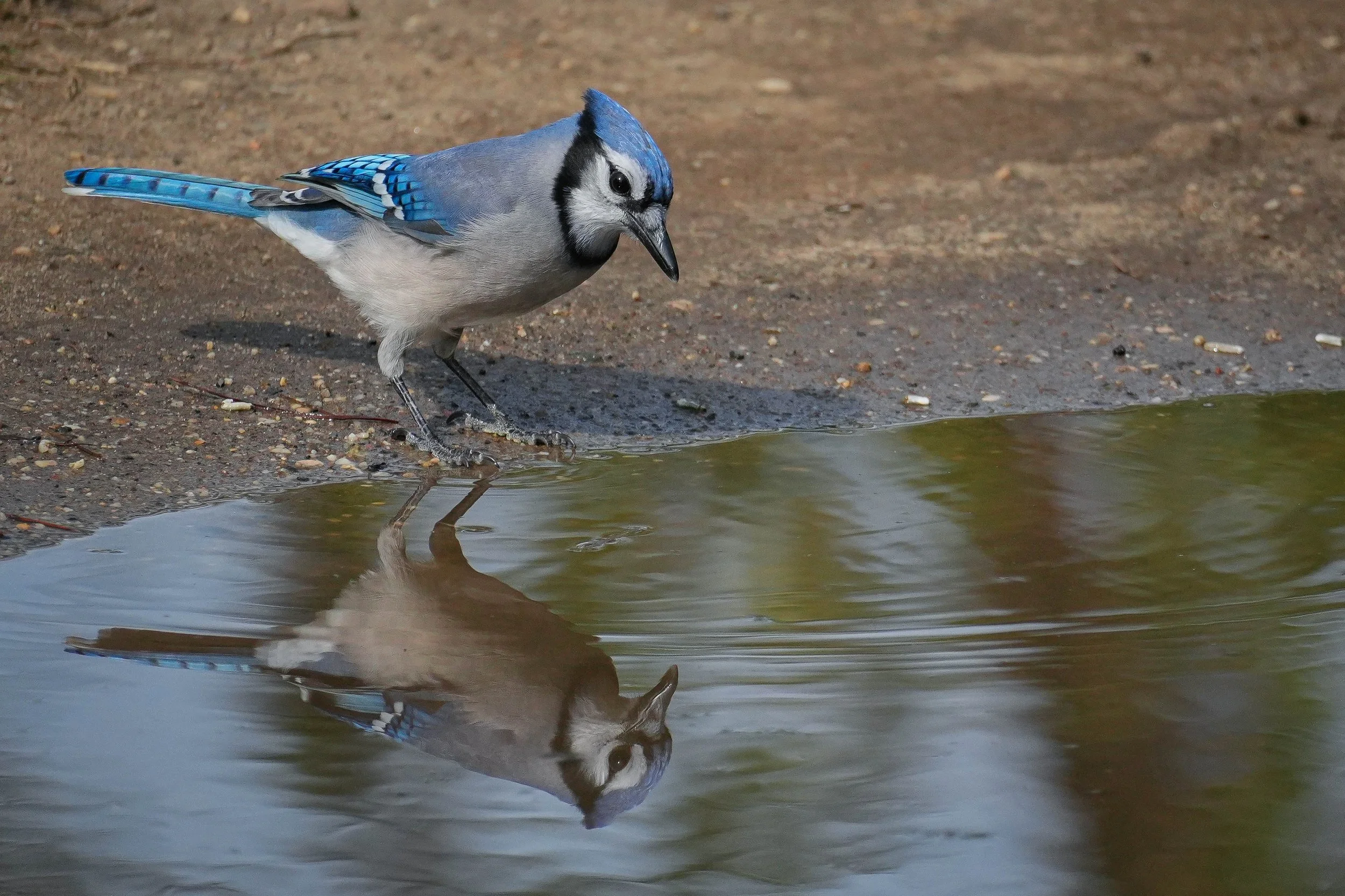 DSC05941-3.jpg