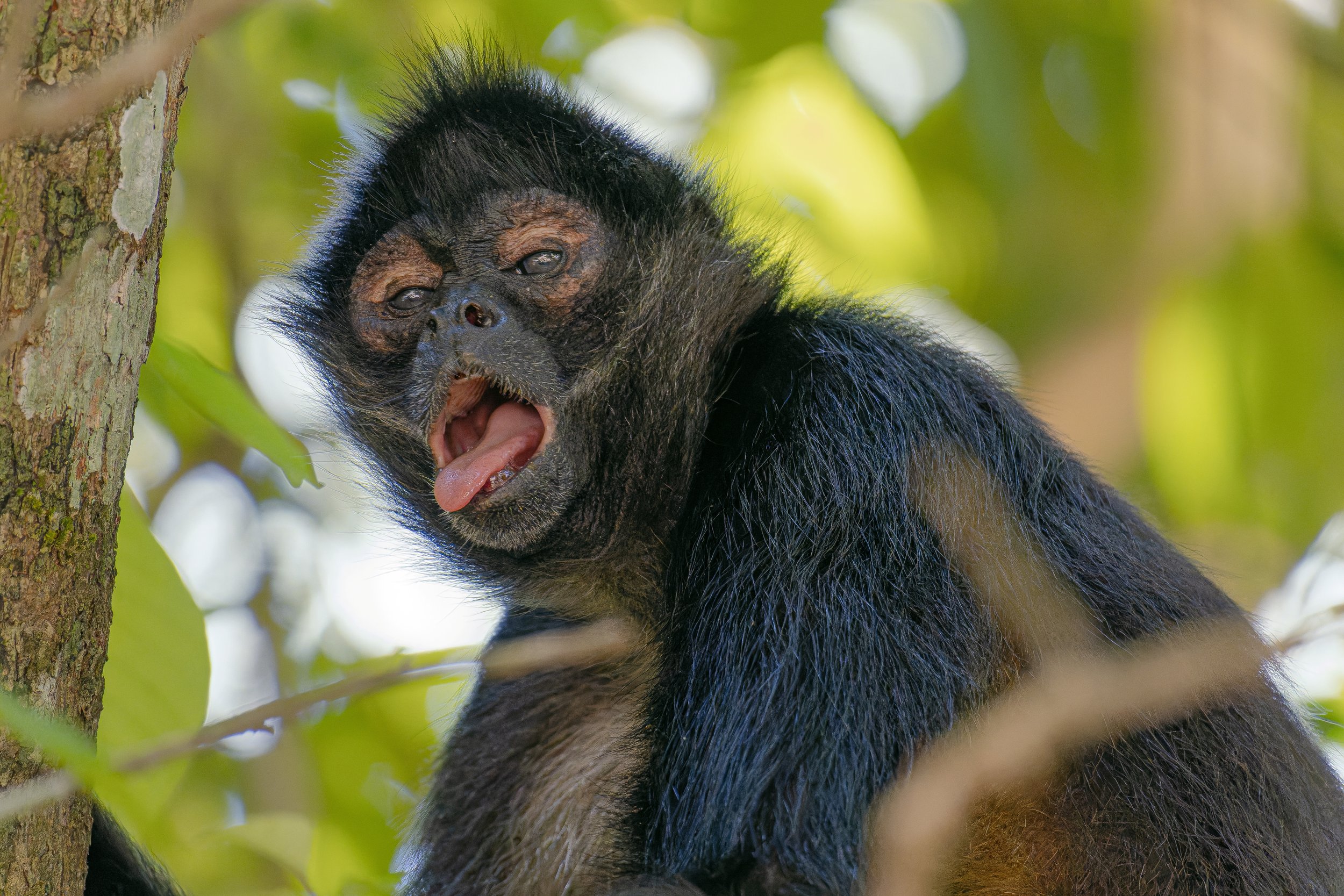spider monkey.jpg