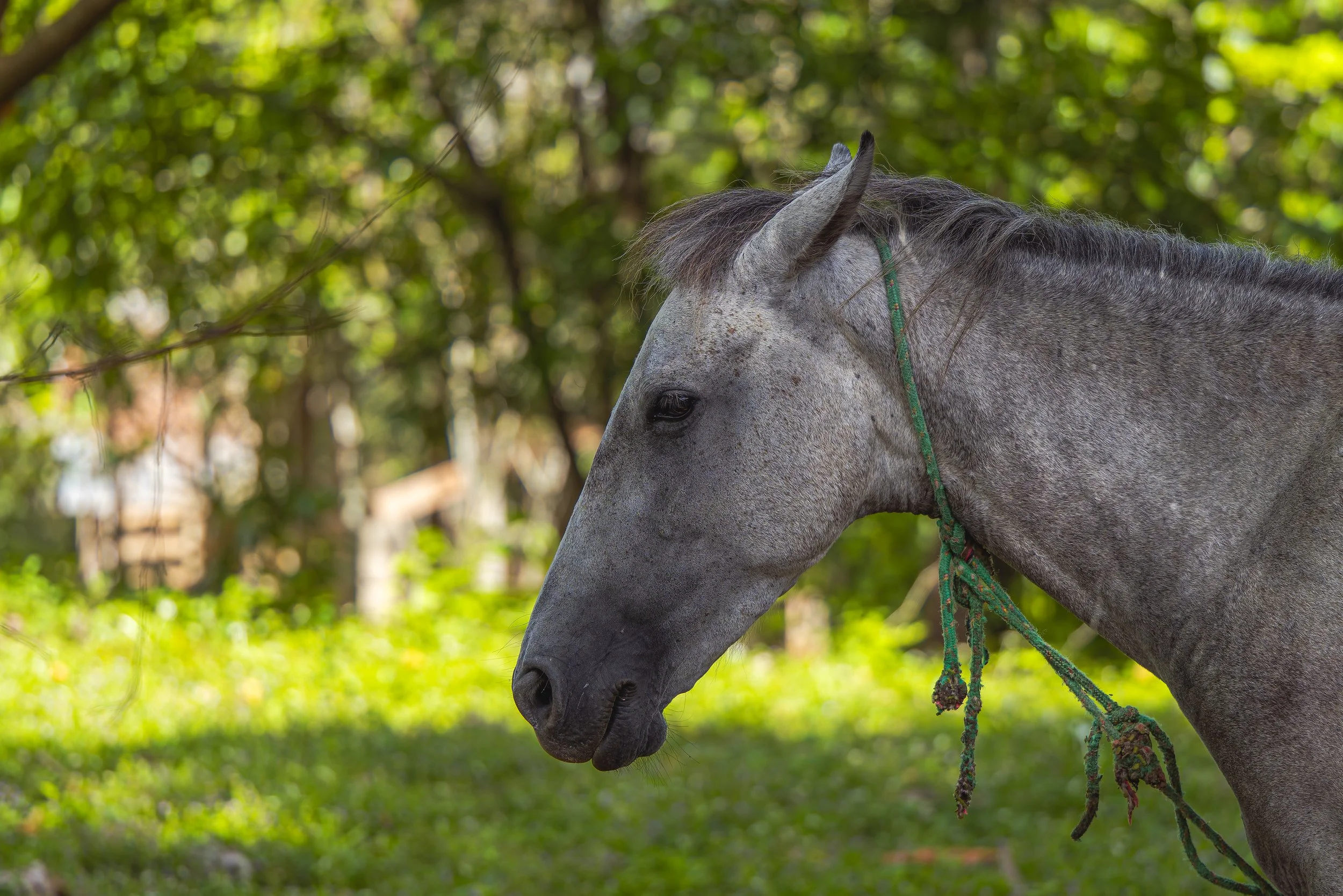 DSC04134-DxO_DeepPRIME XD2s-3.jpg