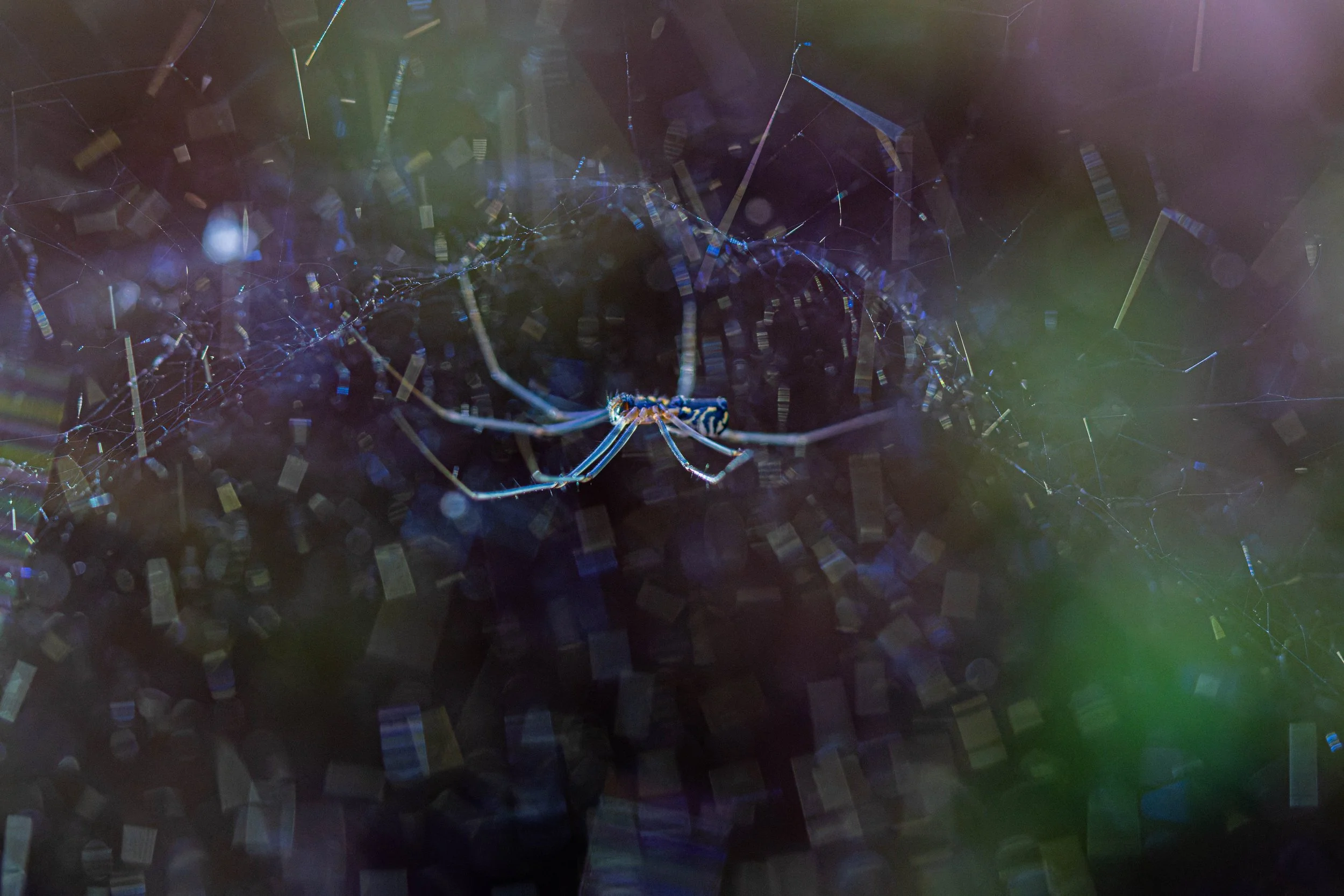 DSC04152-DxO_DeepPRIME 3.jpg