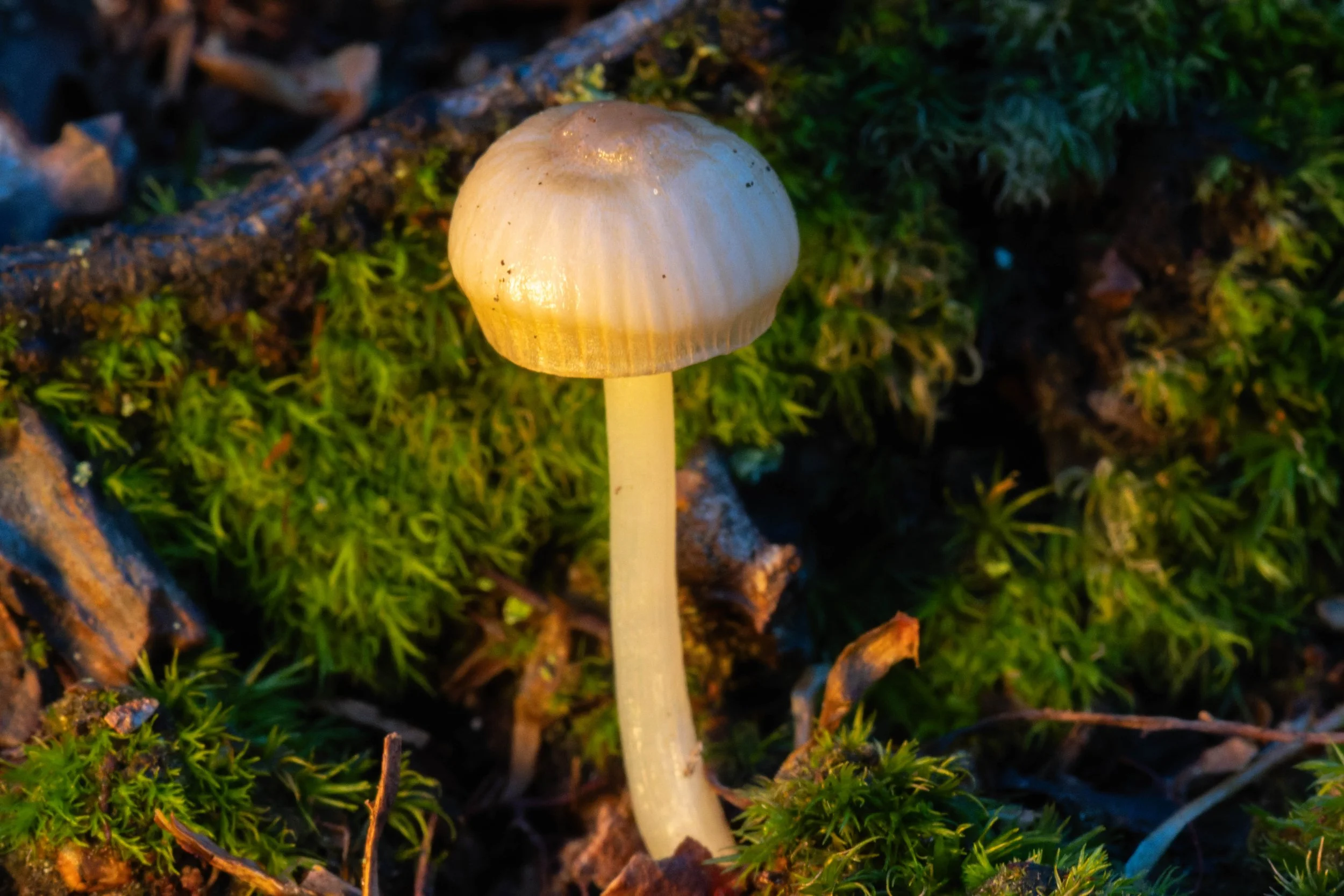 DSC06903-DxO_DeepPRIME 3.jpg