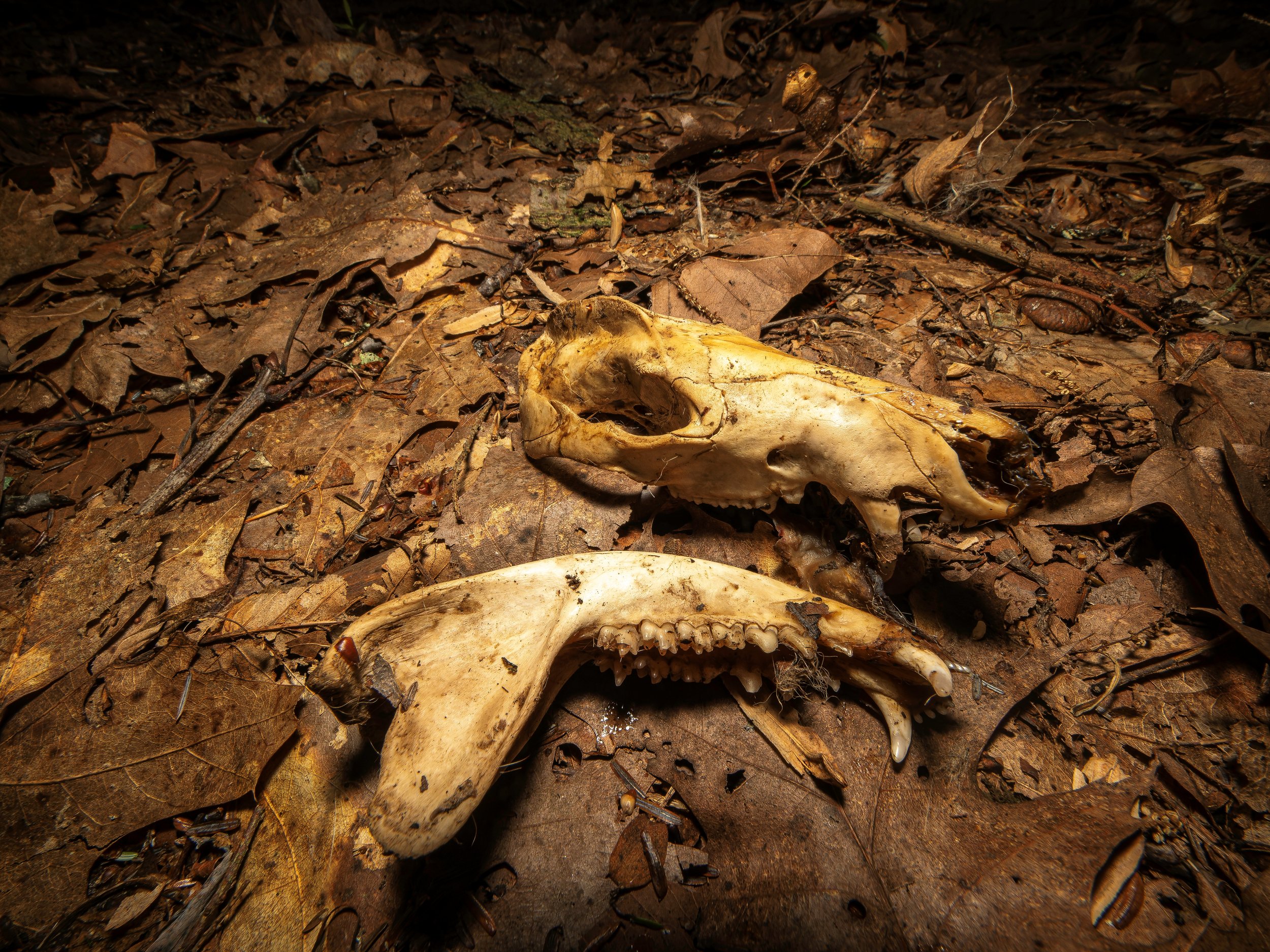 opossum skull.jpg