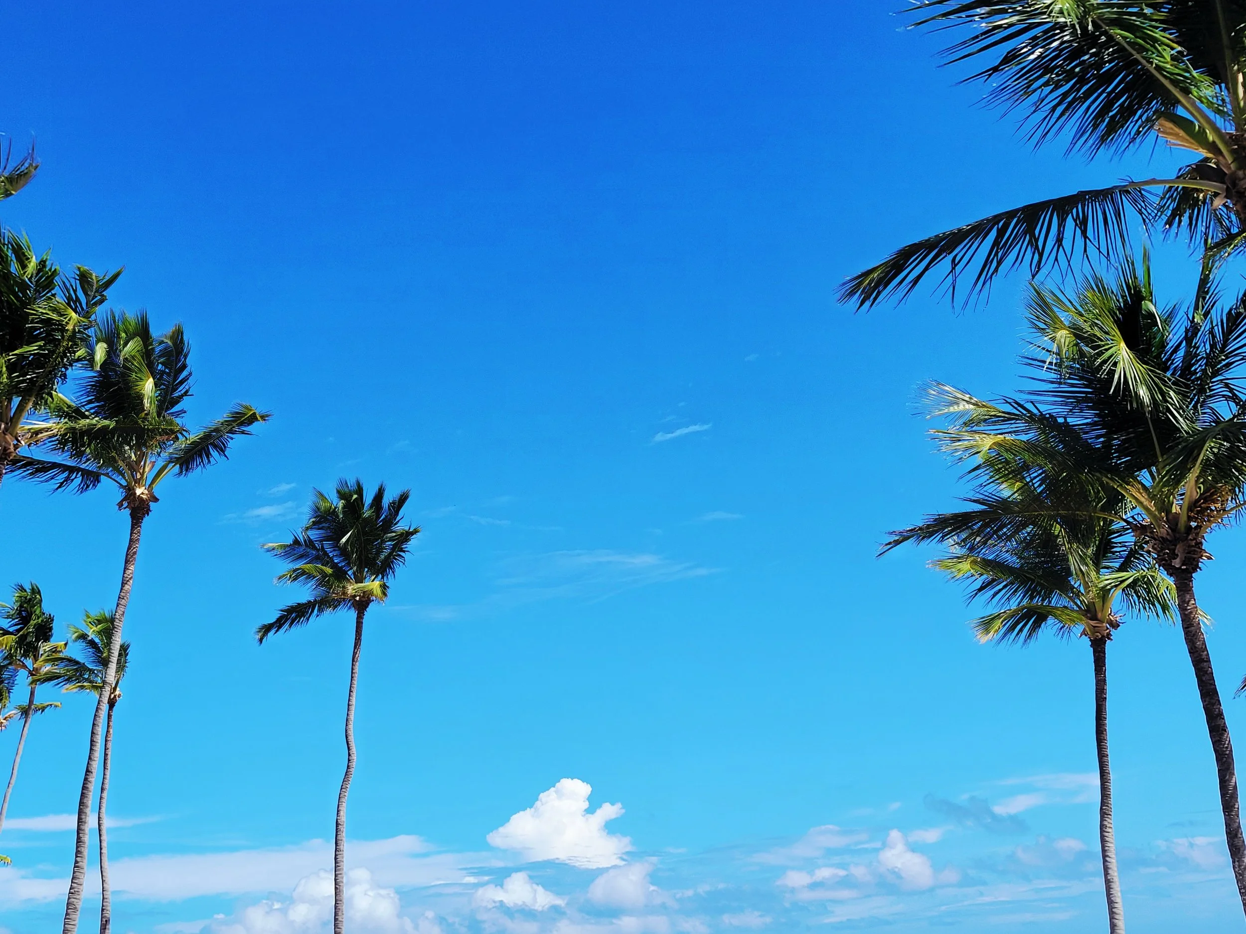 Several tall palm trees under a bright blue sky with some clouds in the background.