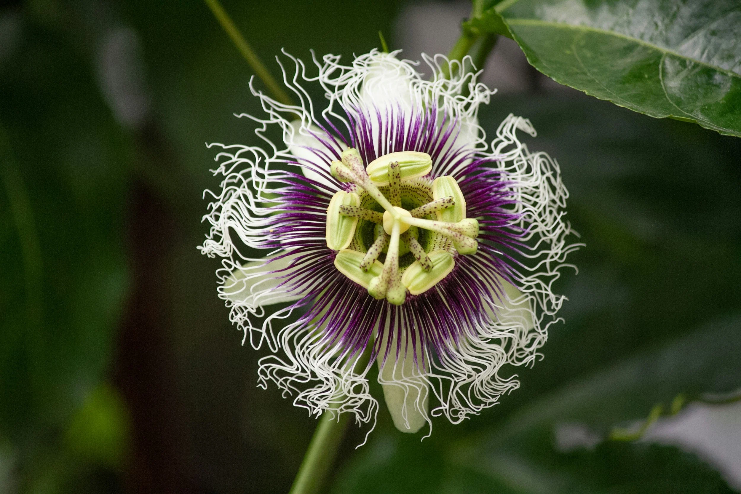 Maypop Flower