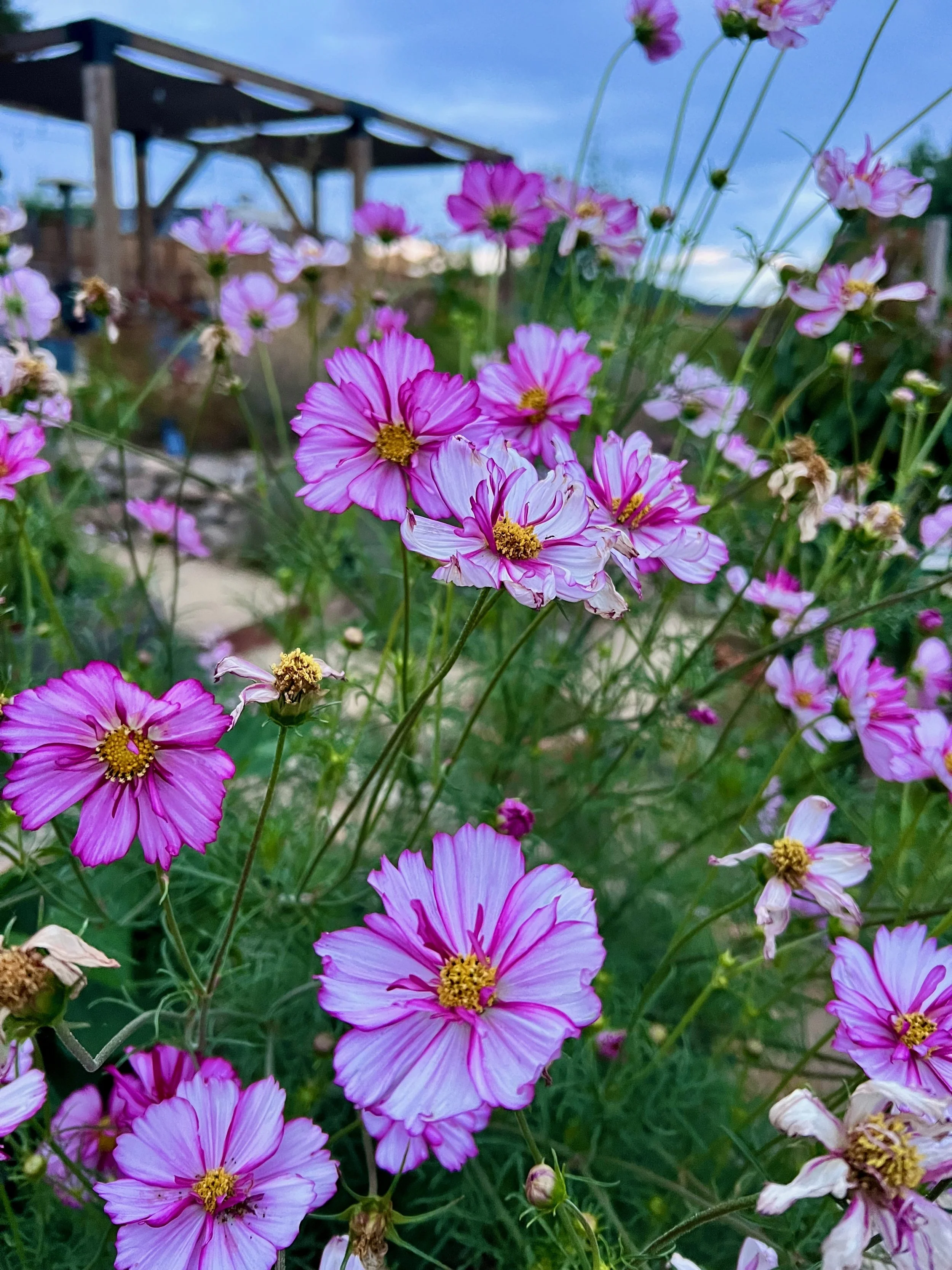 Pink and white cosmos flowers blooming in a garden with a wooden structure in the background and a blue sky overhead.