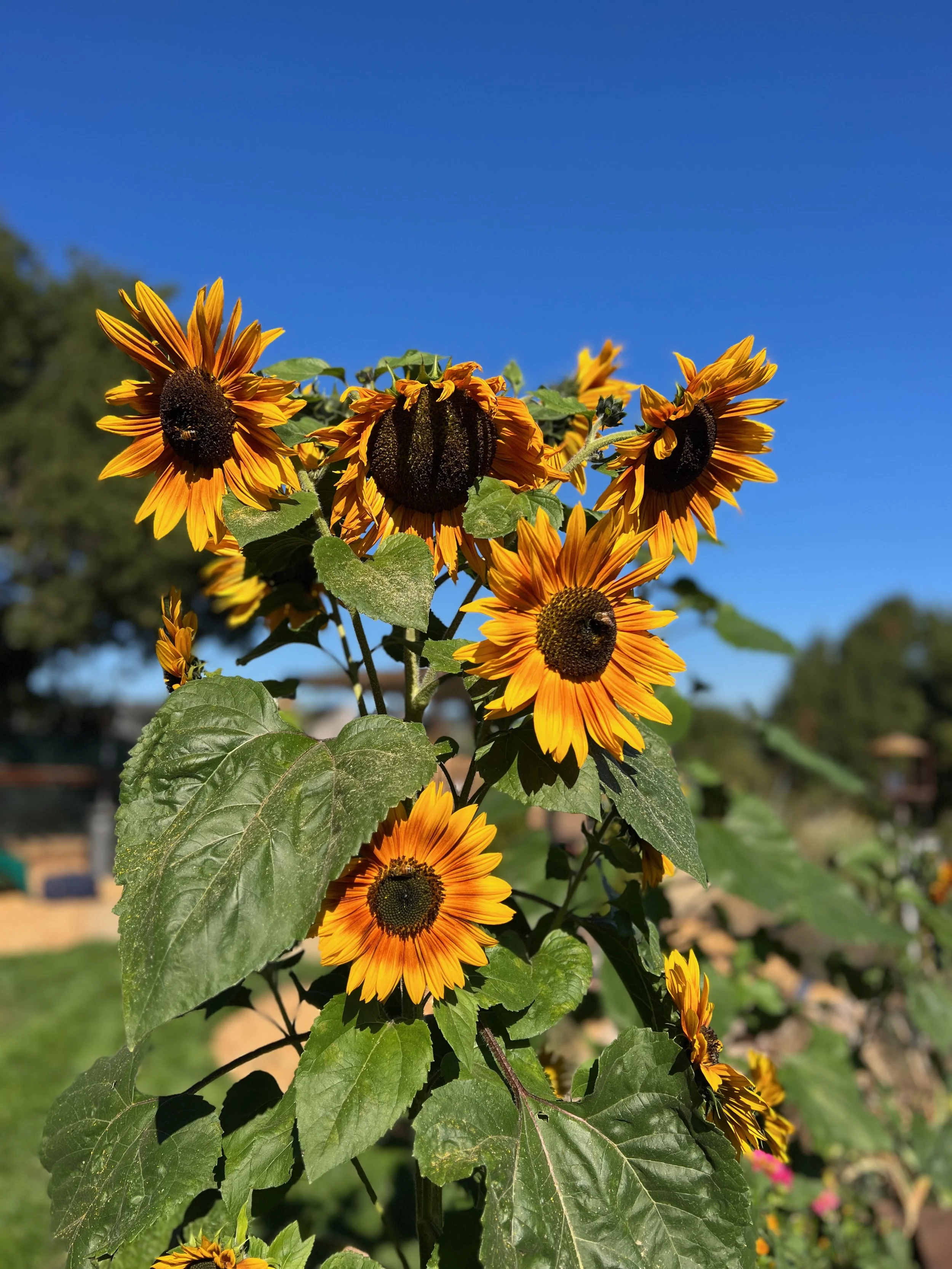 A cluster of bright yellow sunflower flowers with dark centers against a clear blue sky.