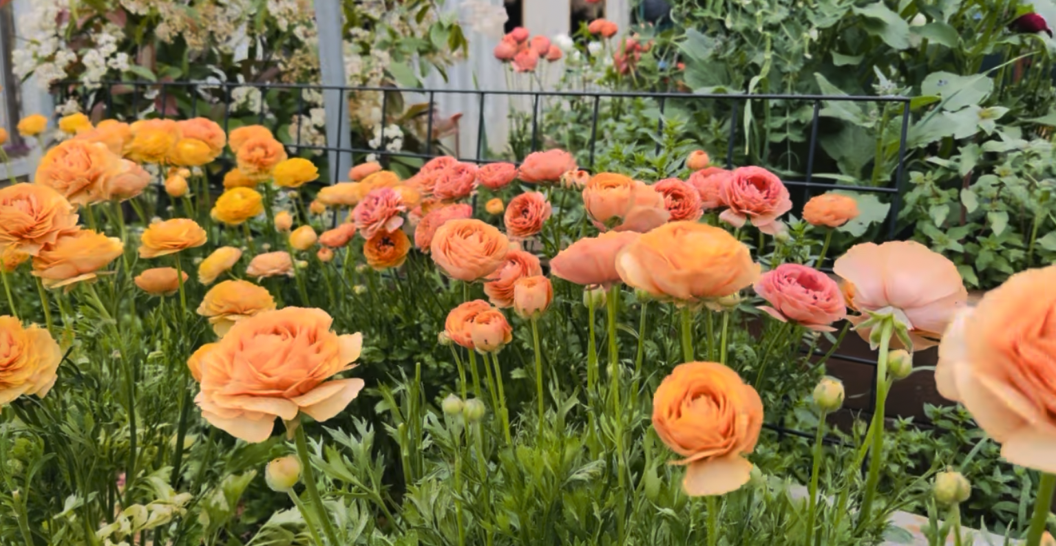 A variety of peach-colored and orange ranunculus flowers blooming in a garden with green foliage, supported by a black wire fence in the background.