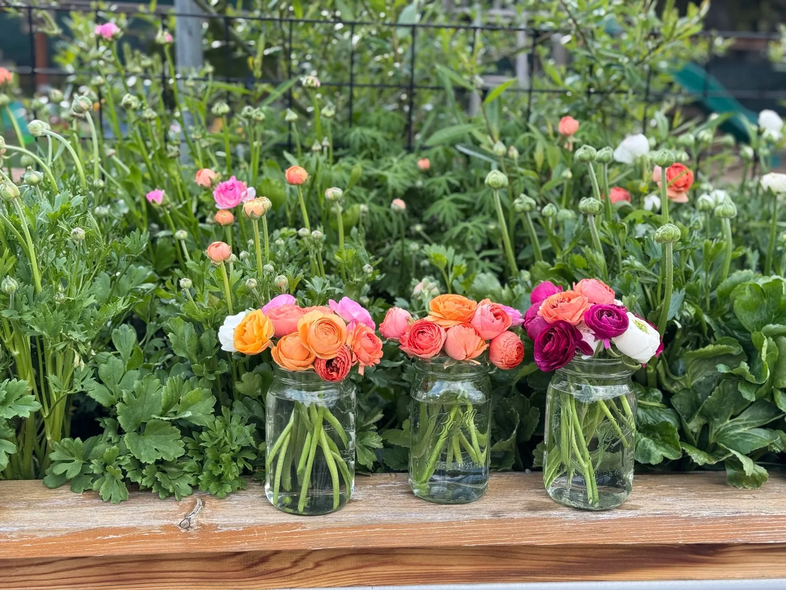 Three glass jars filled with water and colorful ranunculus flowers on a wooden surface. The background shows lush green plants and garden foliage.