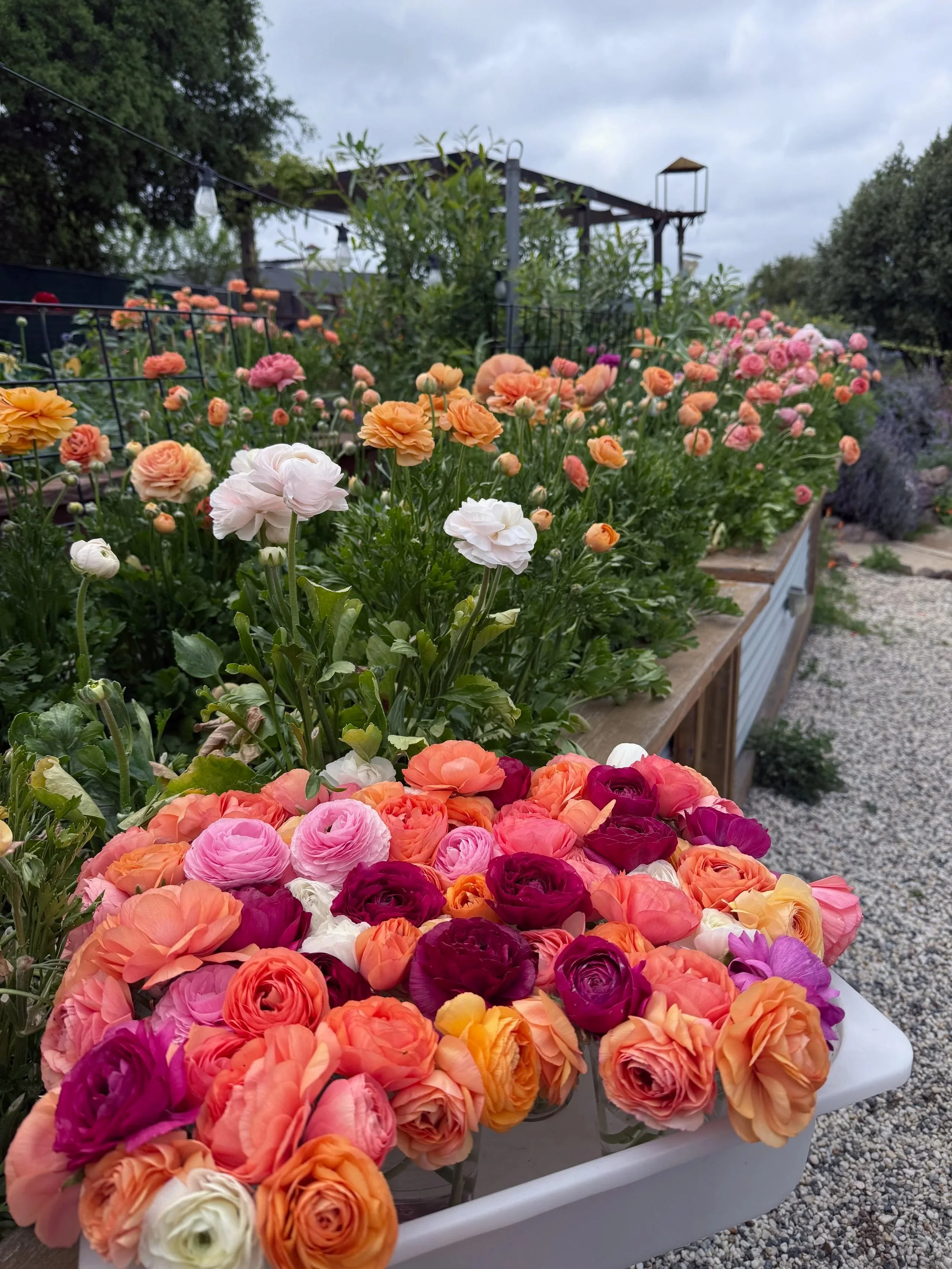 Colorful ranunculus flowers in shades of pink, orange, purple, and white arranged in a container on a garden table, with a background of more flowers and garden structures under an overcast sky.