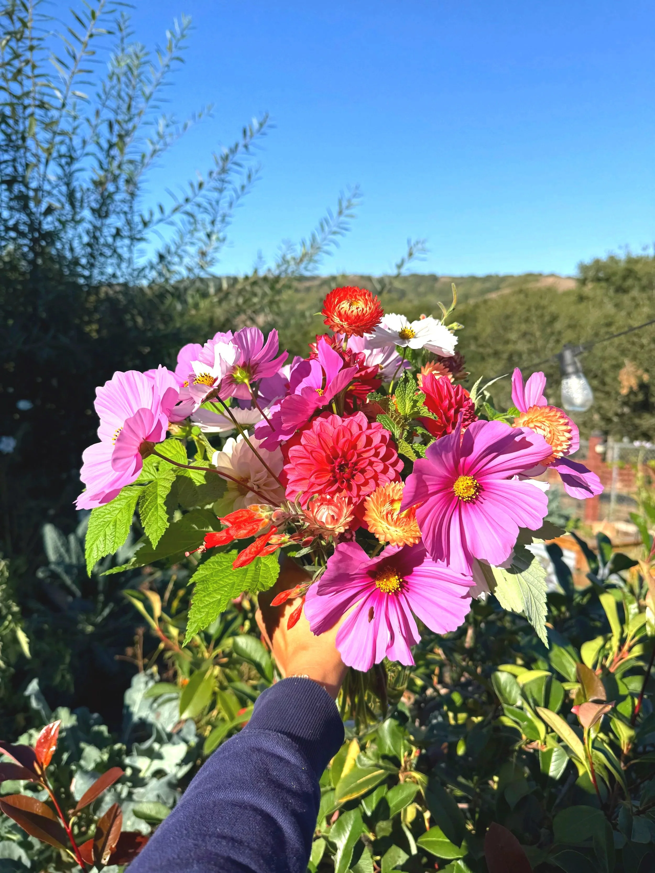 Person holding a colorful bouquet of pink, red, white, and orange flowers outside against a clear blue sky and green foliage.