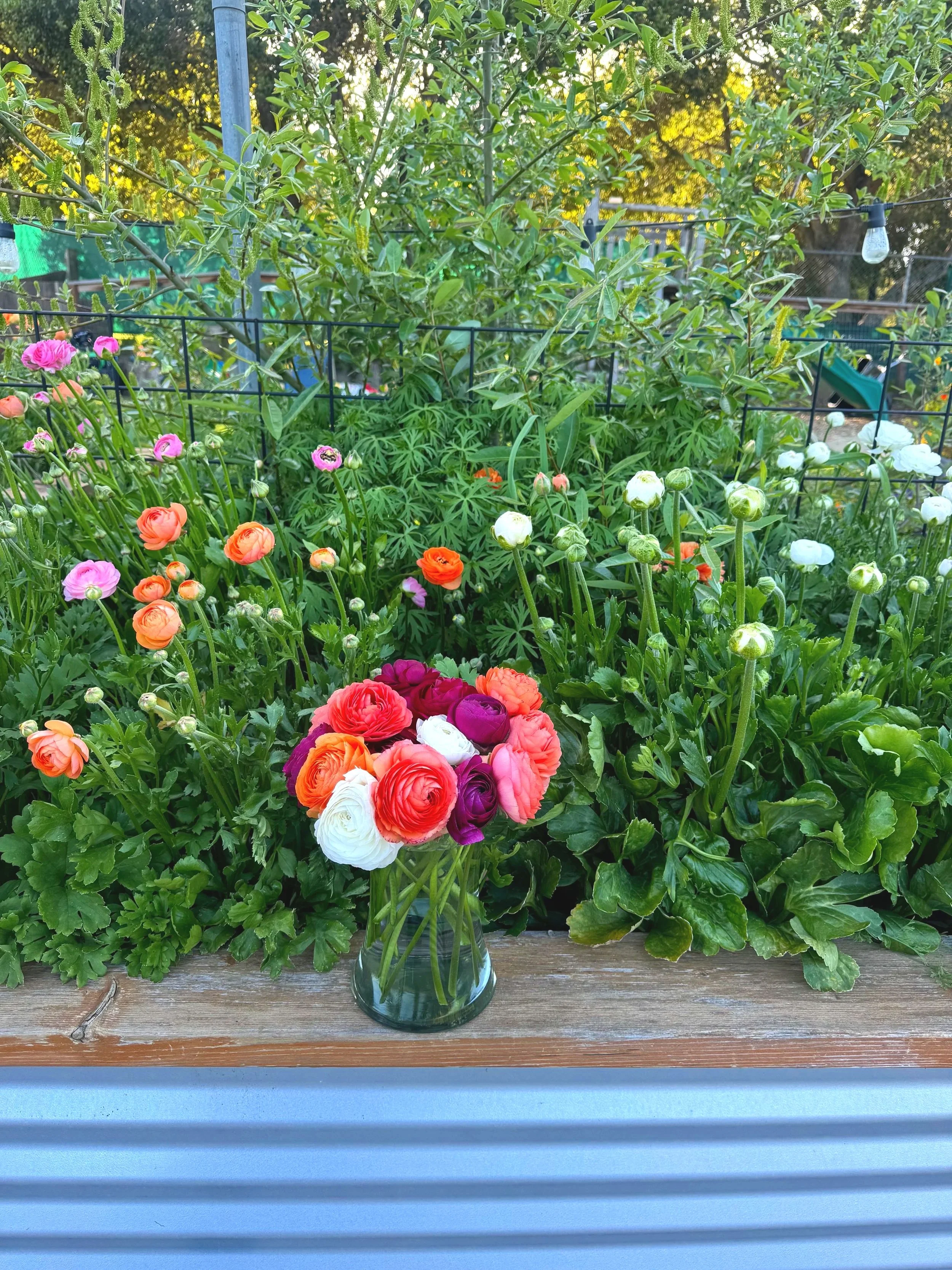A vibrant glass vase containing a bouquet of colorful ranunculus flowers placed on a wooden ledge in front of a lush garden with various blooming flowers and greenery.