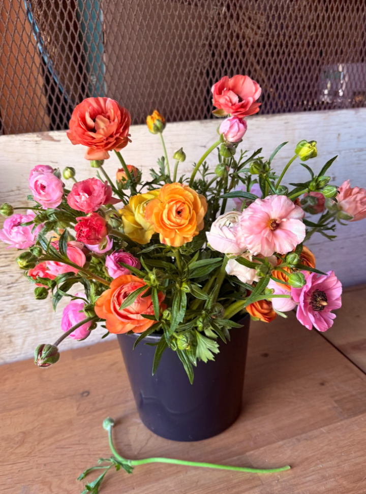 Beautiful blush ranunculus flowers, great for gifts. Local to Castro Valley.