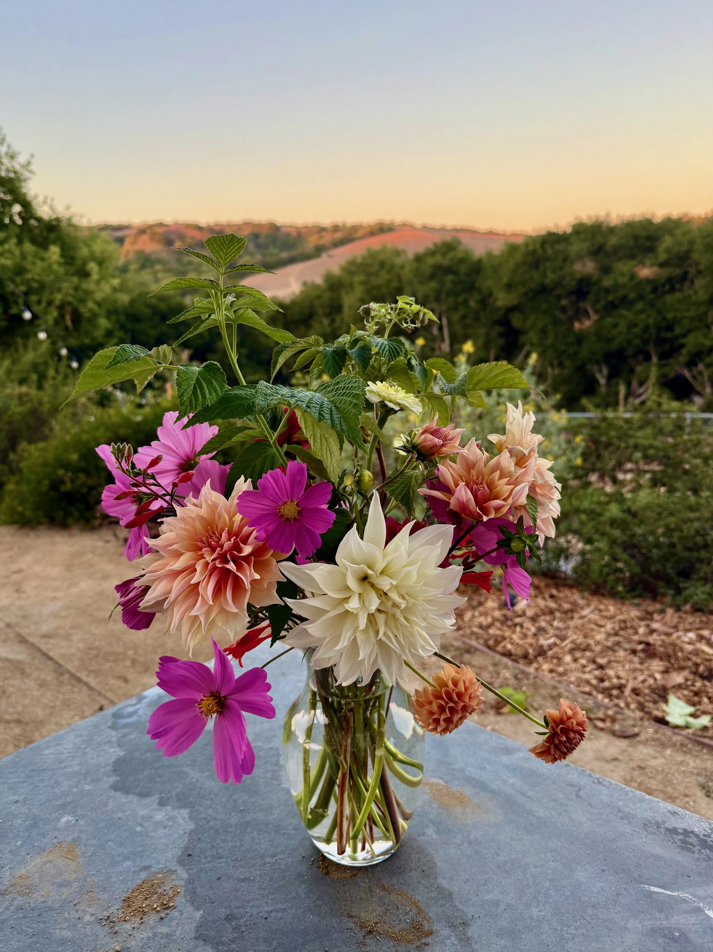 A glass vase with colorful flowers, including dahlias and cosmos, placed on a stone surface outdoors against a backdrop of trees and hills during sunset.