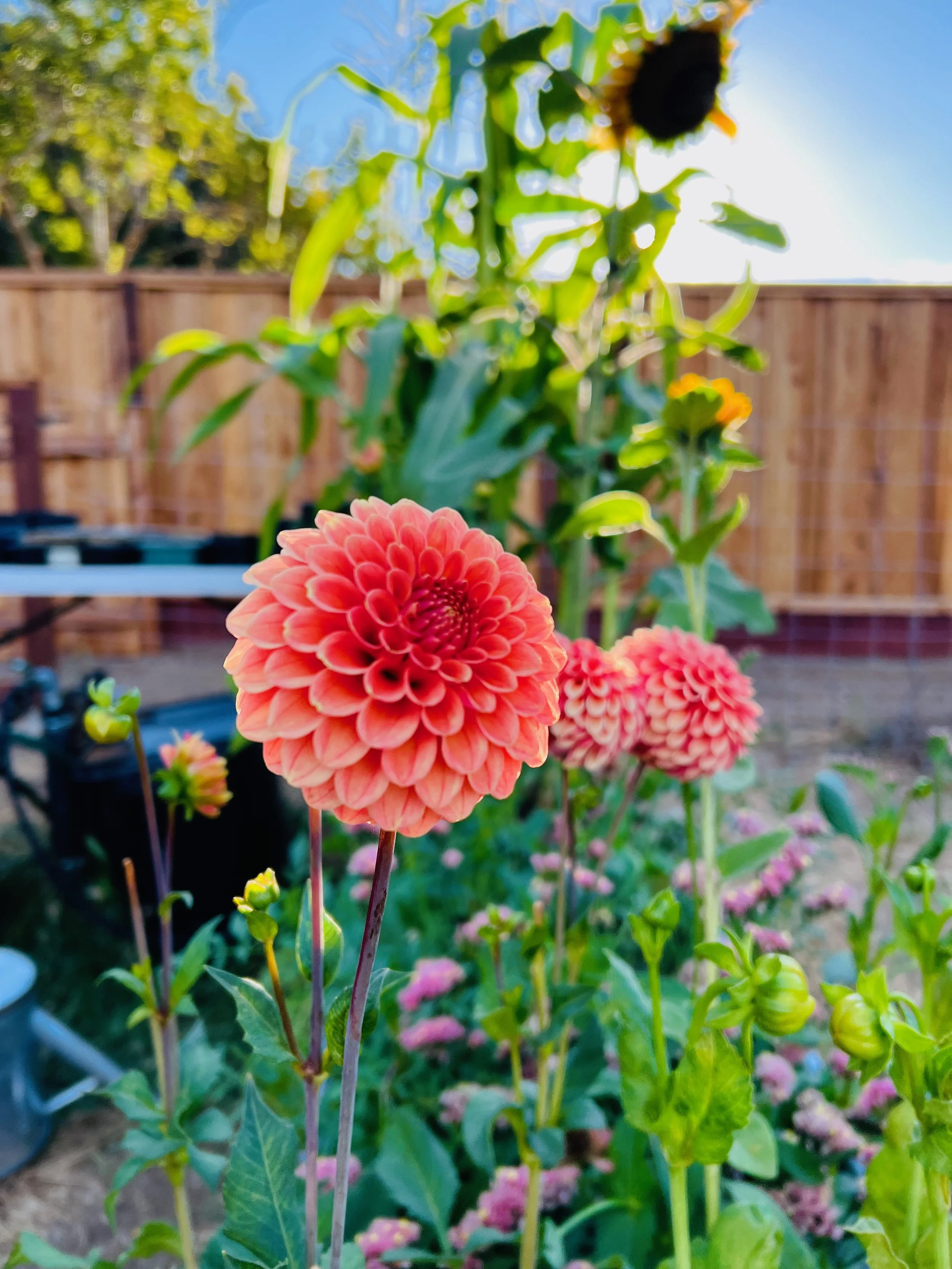 Pink and orange dahlias in a garden with a wooden fence and trees in the background.