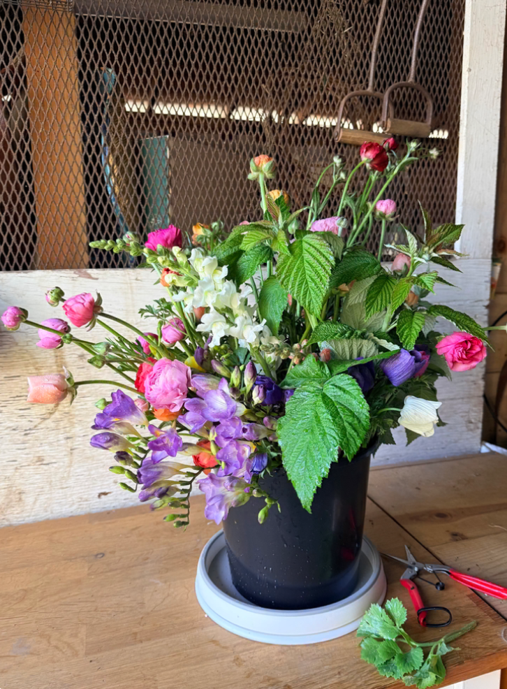 Sustainably grown blush ranunculus and specialty spring blooms in a harvest bucket at [Your Farm Name]. Fresh, farm-direct flowers for DIY weddings and floral design in Castro Valley