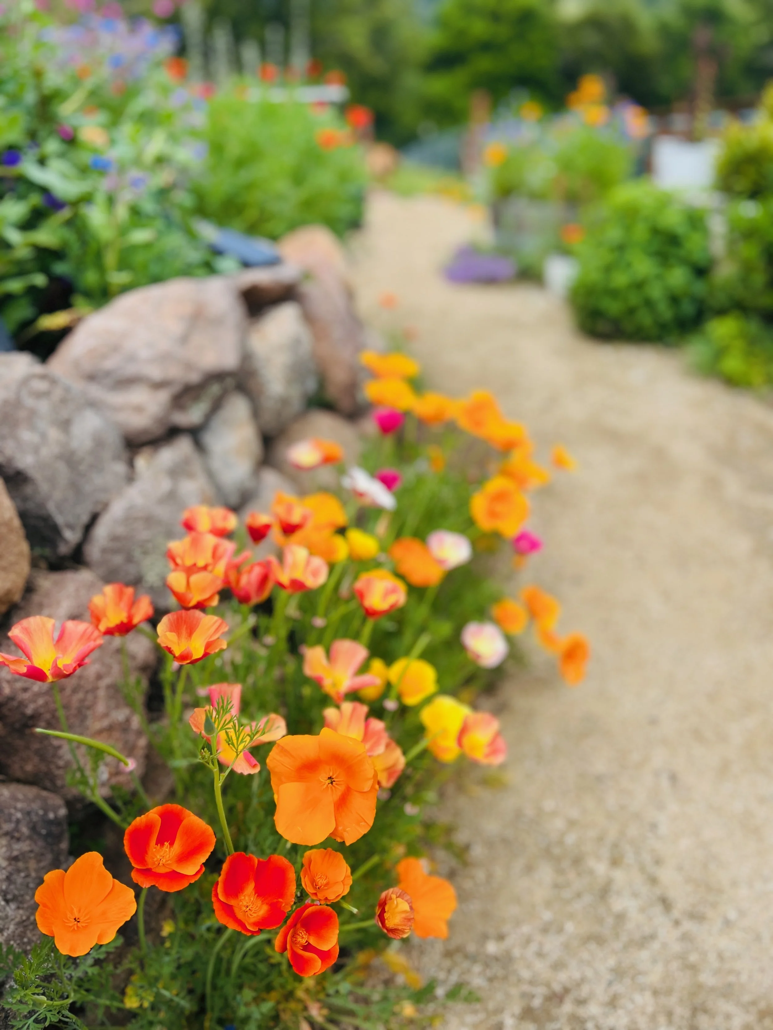 A garden path with vibrant orange, yellow, pink, and red flowers blooming along a stone wall on the left side, with lush green foliage in the background.