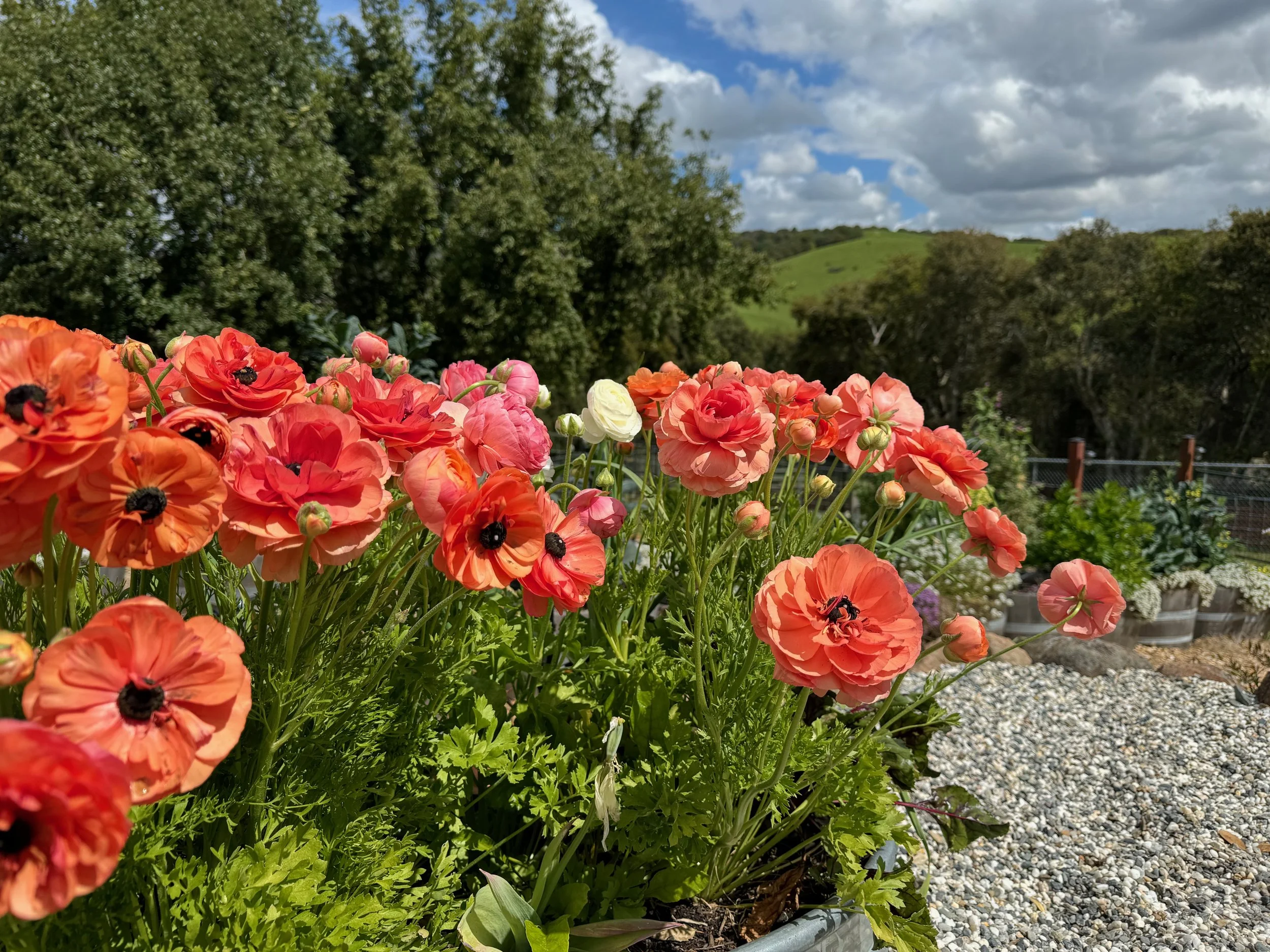 Colorful ranunculus flowers in a garden with green trees and blue sky with clouds in the background.