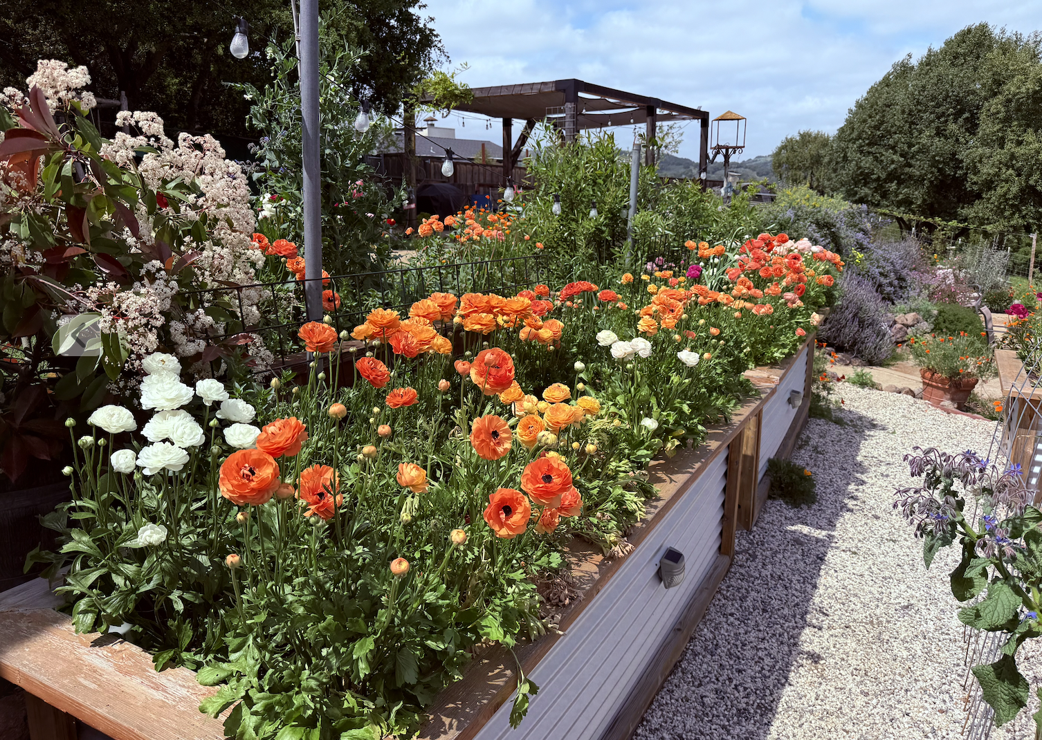 A garden with a raised wooden flower bed filled with bright orange, white, and pink flowers. There are trees and bushes in the background, along with a clear blue sky and some clouds. String lights are hanging over part of the garden, and there's a g