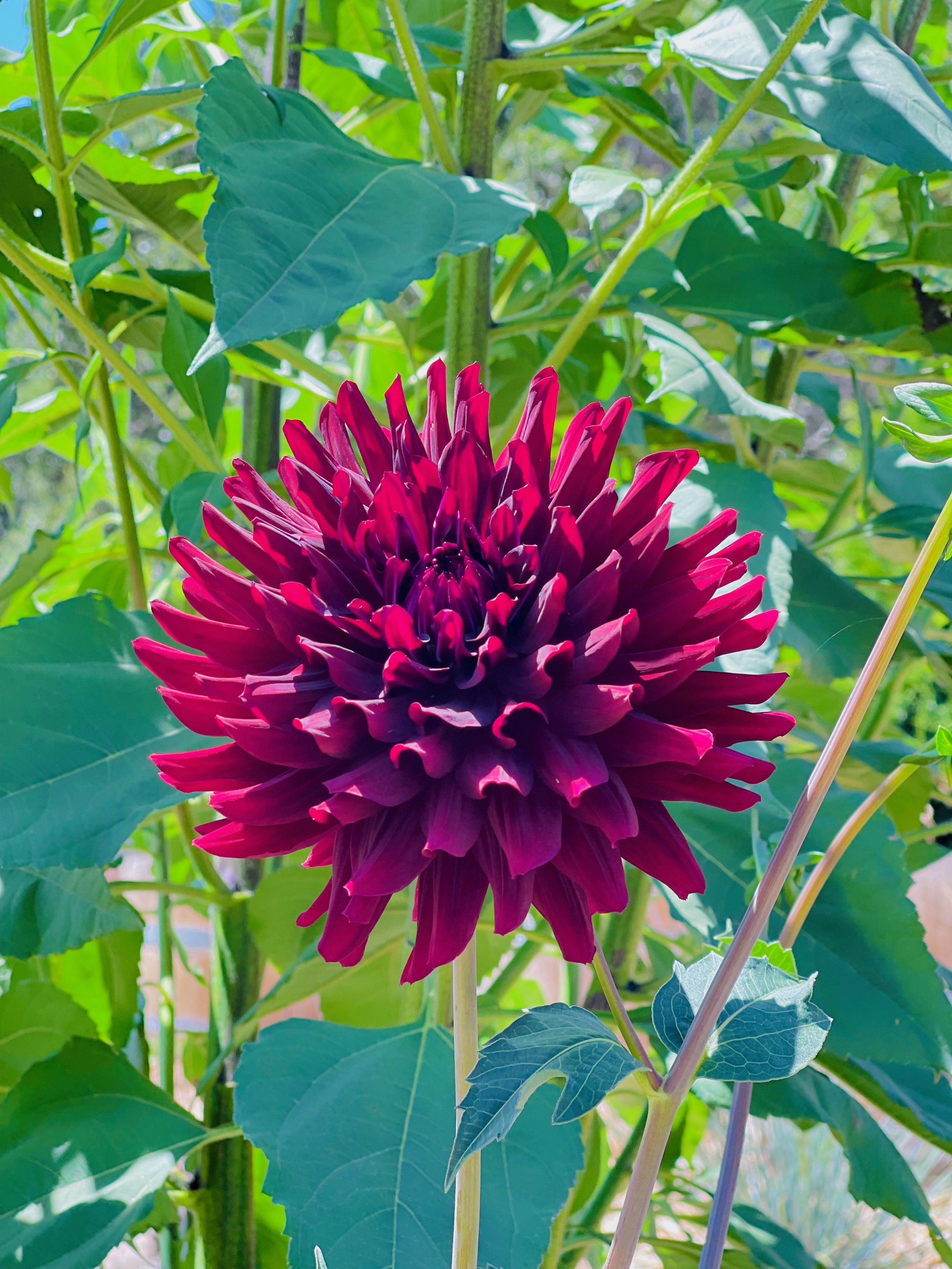 A vibrant, dark pink dahlia flower with pointed petals, surrounded by green leaves and stems.