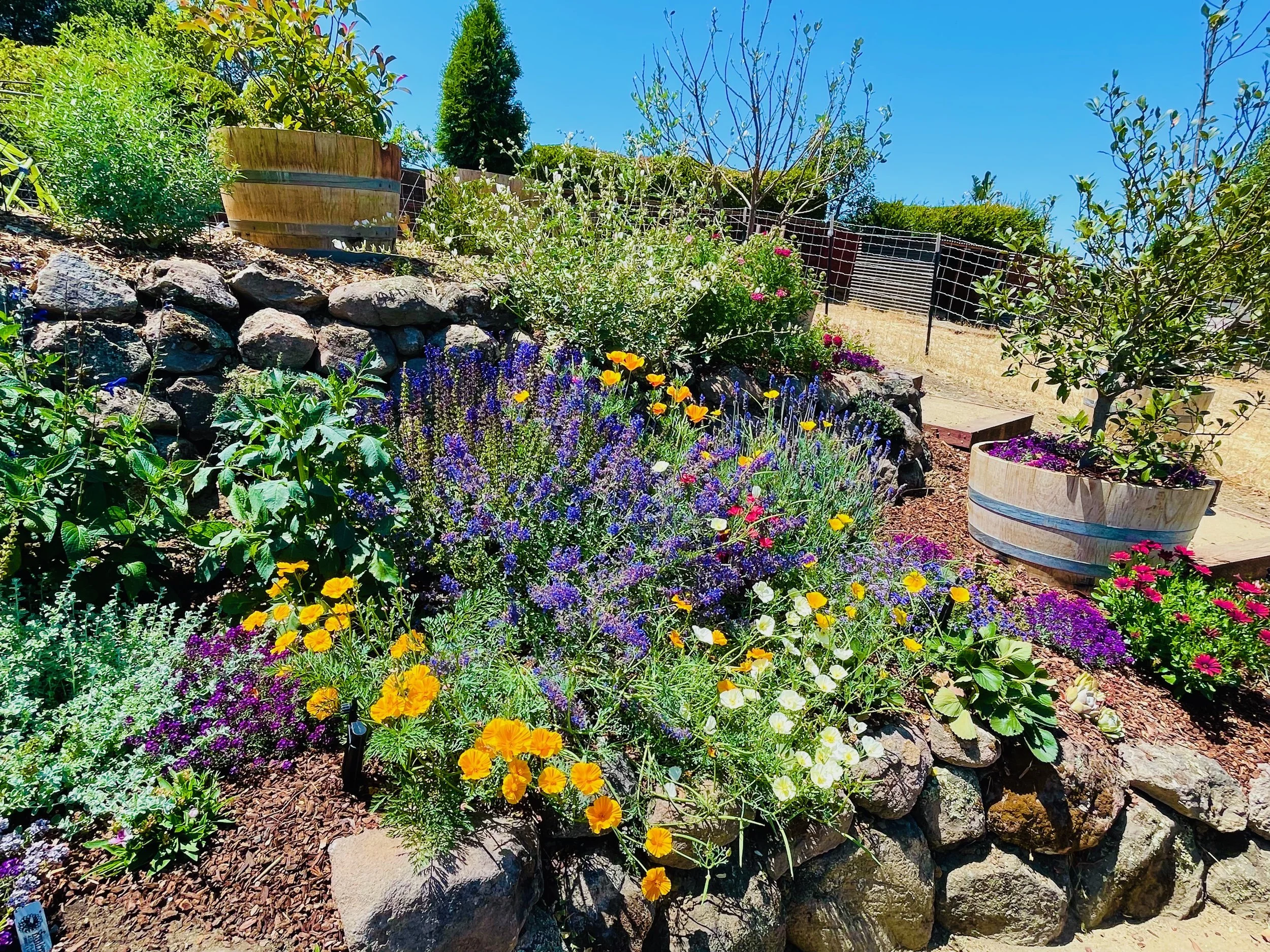 Colorful flower garden with yellow, purple, white, and pink flowers, surrounded by rocks, with large wooden planters and a chain-link fence in the background under a blue sky.