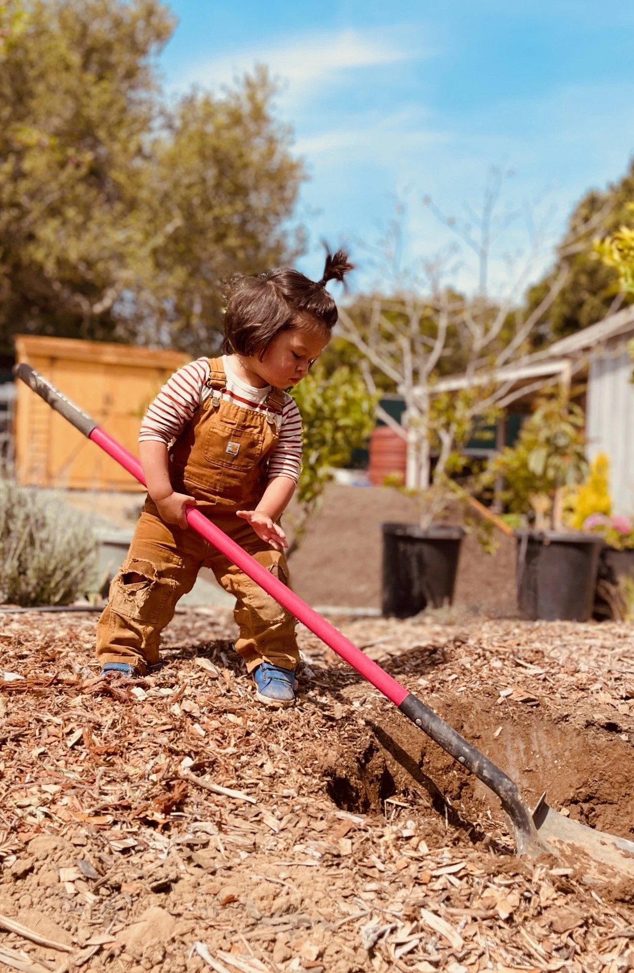 Young boy in brown overalls and striped shirt helping plant fruit trees.
