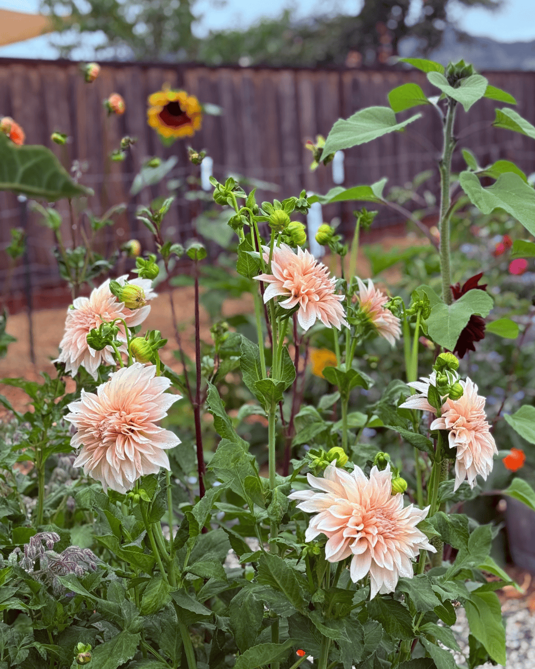 Peach-colored dahlias in a garden with green foliage, a wooden fence, and a sunflower in the background.