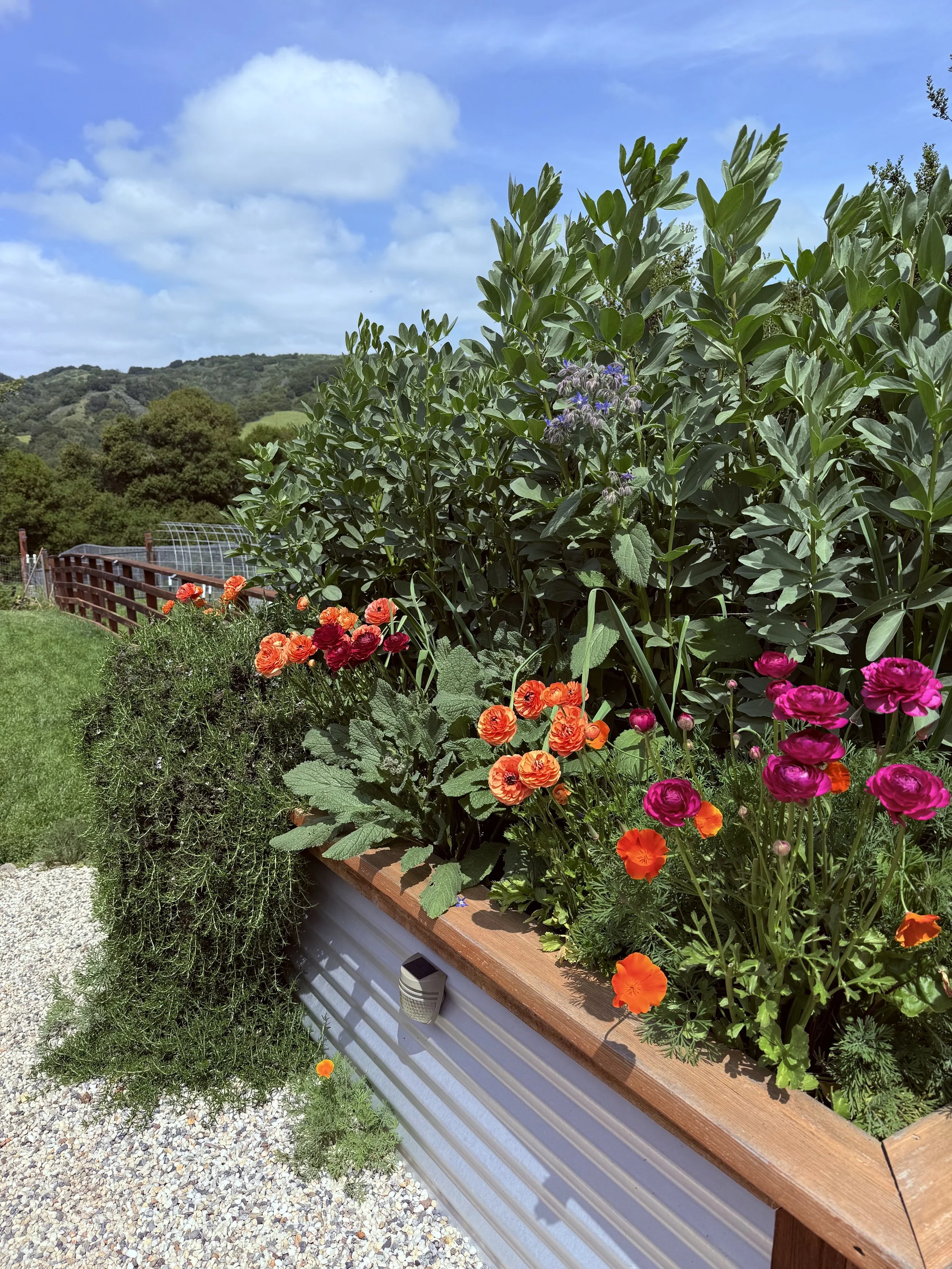A flower bed with vibrant orange, pink, and purple flowers, set against a backdrop of green hills and a bright blue sky with scattered clouds.