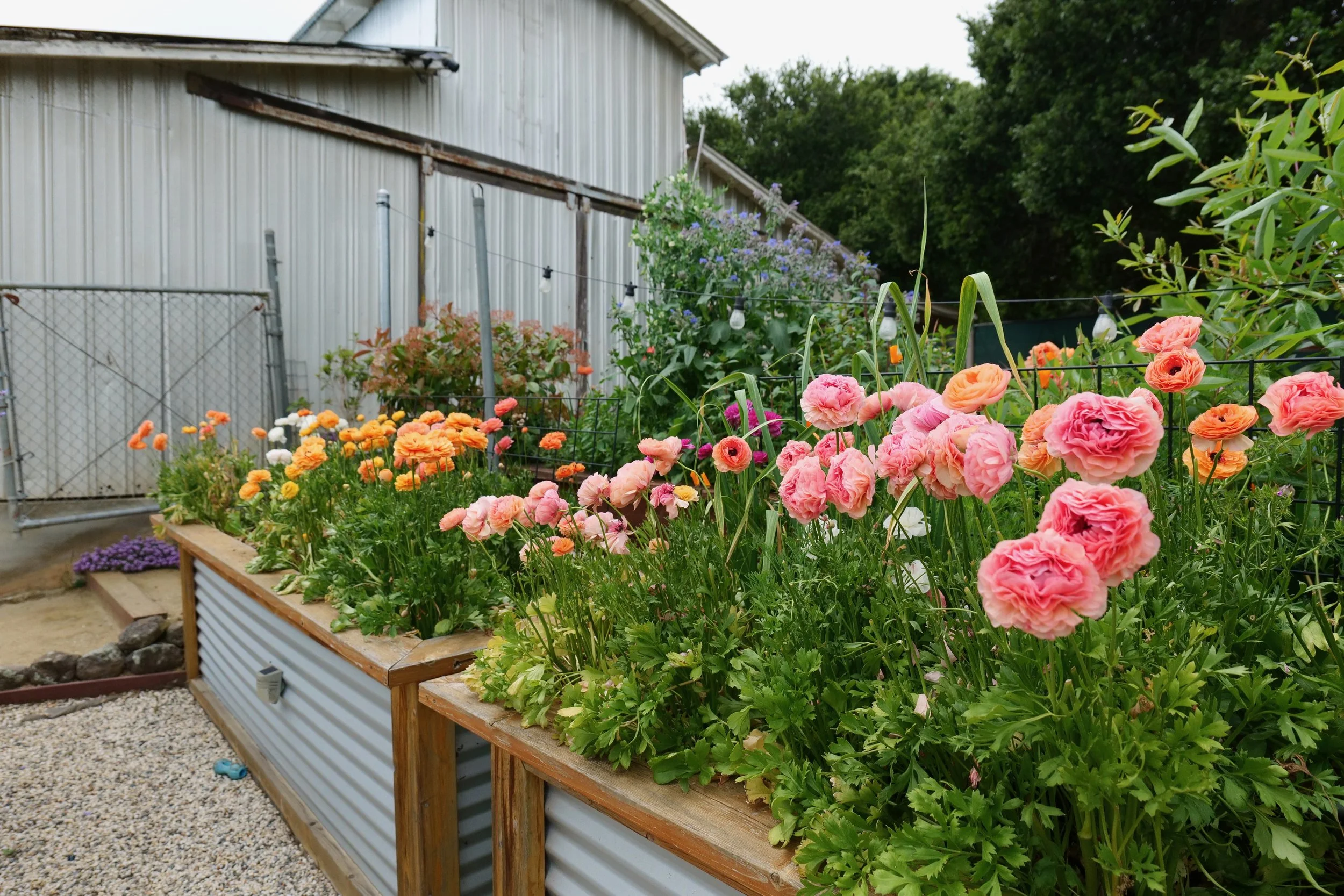 Colorful flower garden in a raised wooden and metal bed with pink, orange, white, and purple flowers, against a backdrop of a metal barn and green trees.