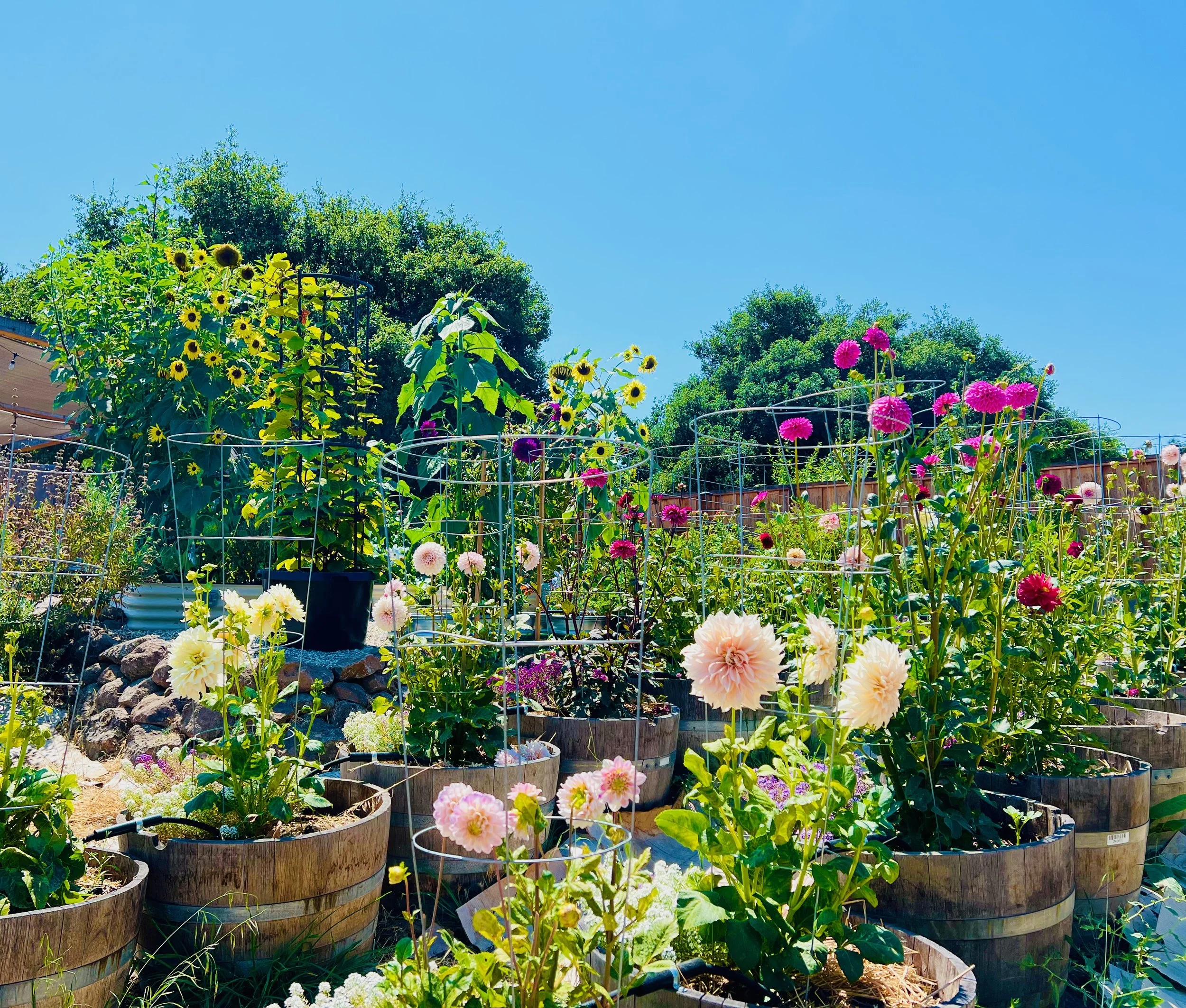 A garden with potted flowers and vegetables, including sunflowers and dahlias, under a clear blue sky.