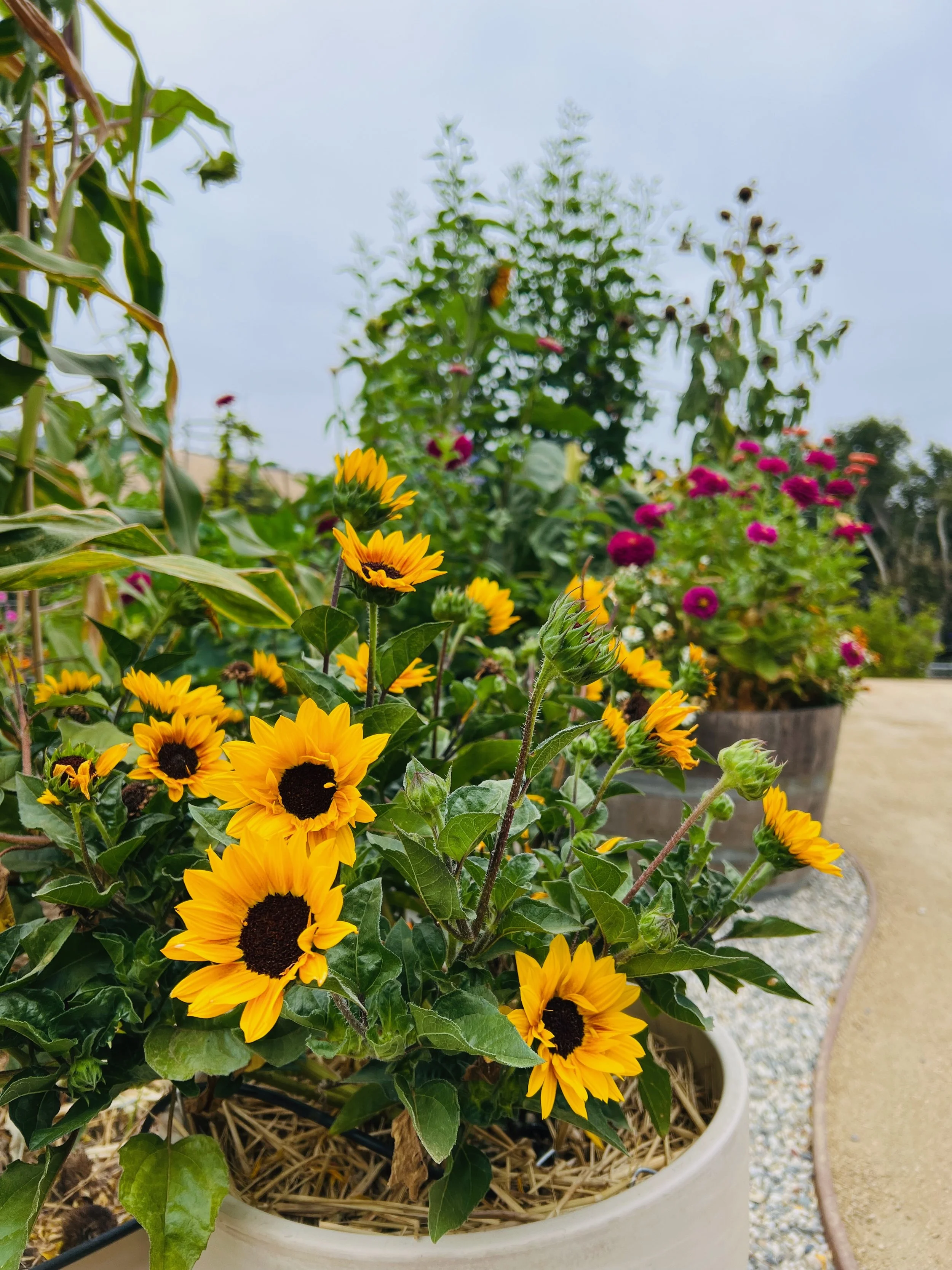 Yellow sunflowers in a white pot with other colorful flowers and greenery in the background.