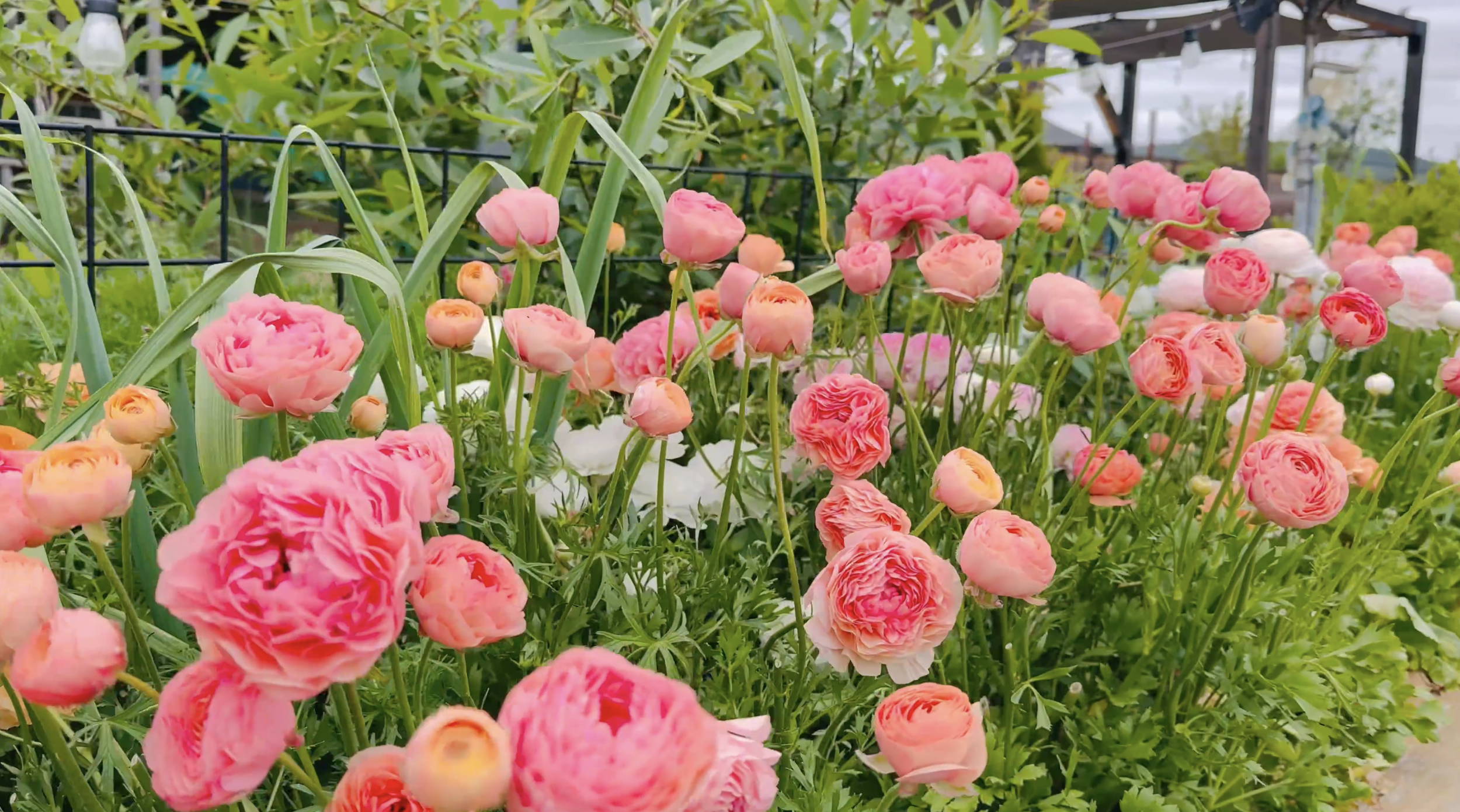 A garden bed filled with pink, peach, and orange ranunculus flowers, with green foliage and a garden structure in the background.