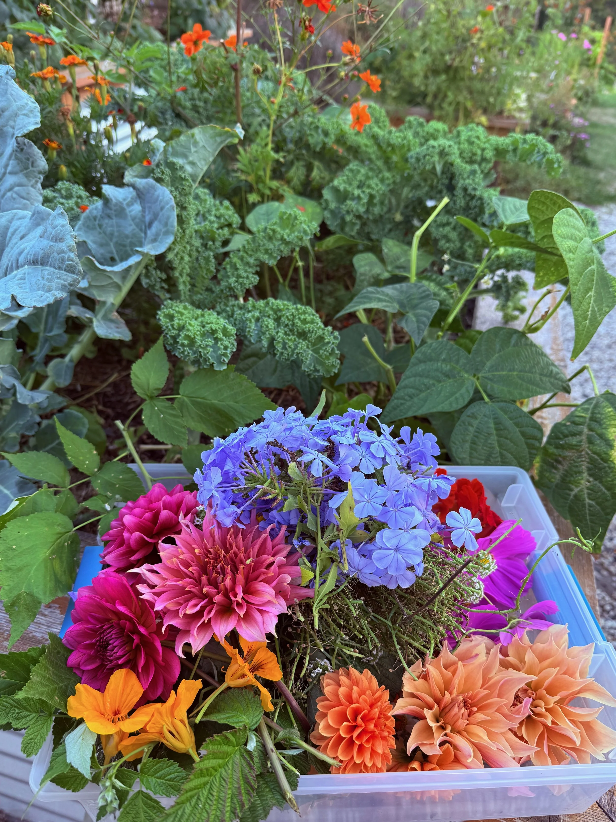 Container filled with colorful flowers including blue, pink, orange, and purple blooms, placed on a wooden surface in a garden with lush green plants and flowers in the background.