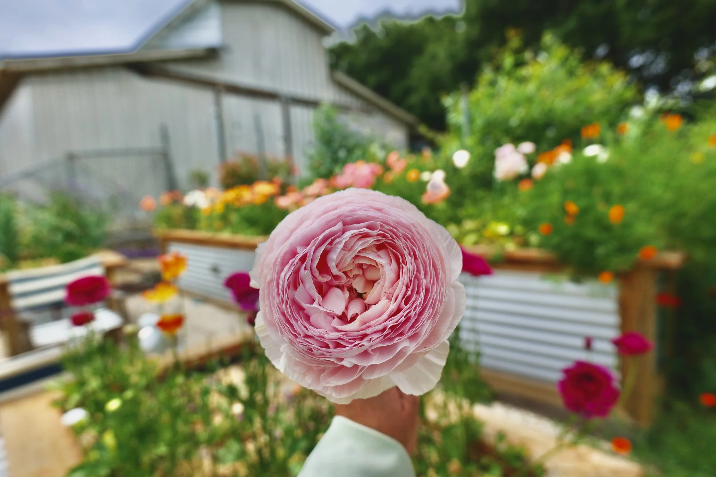 Close-up of a person's hand holding a large pink ranunculus flower in a garden with various colorful flowers and plants in the background.