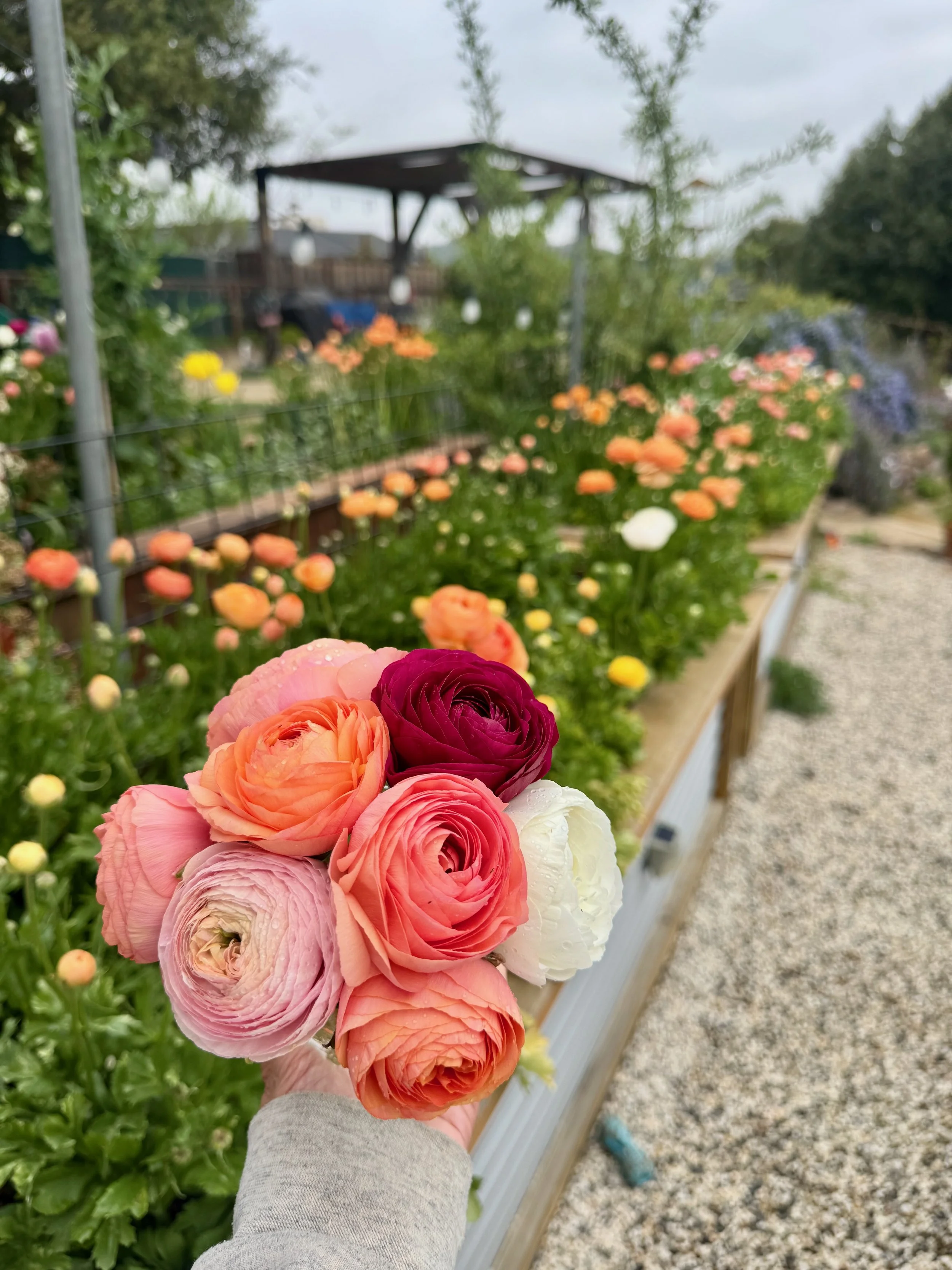 Person holding a bouquet of ranunculus flowers in peach, pink, red, and white in front of a flower garden with a variety of colorful blooms and a shaded gazebo in the background.