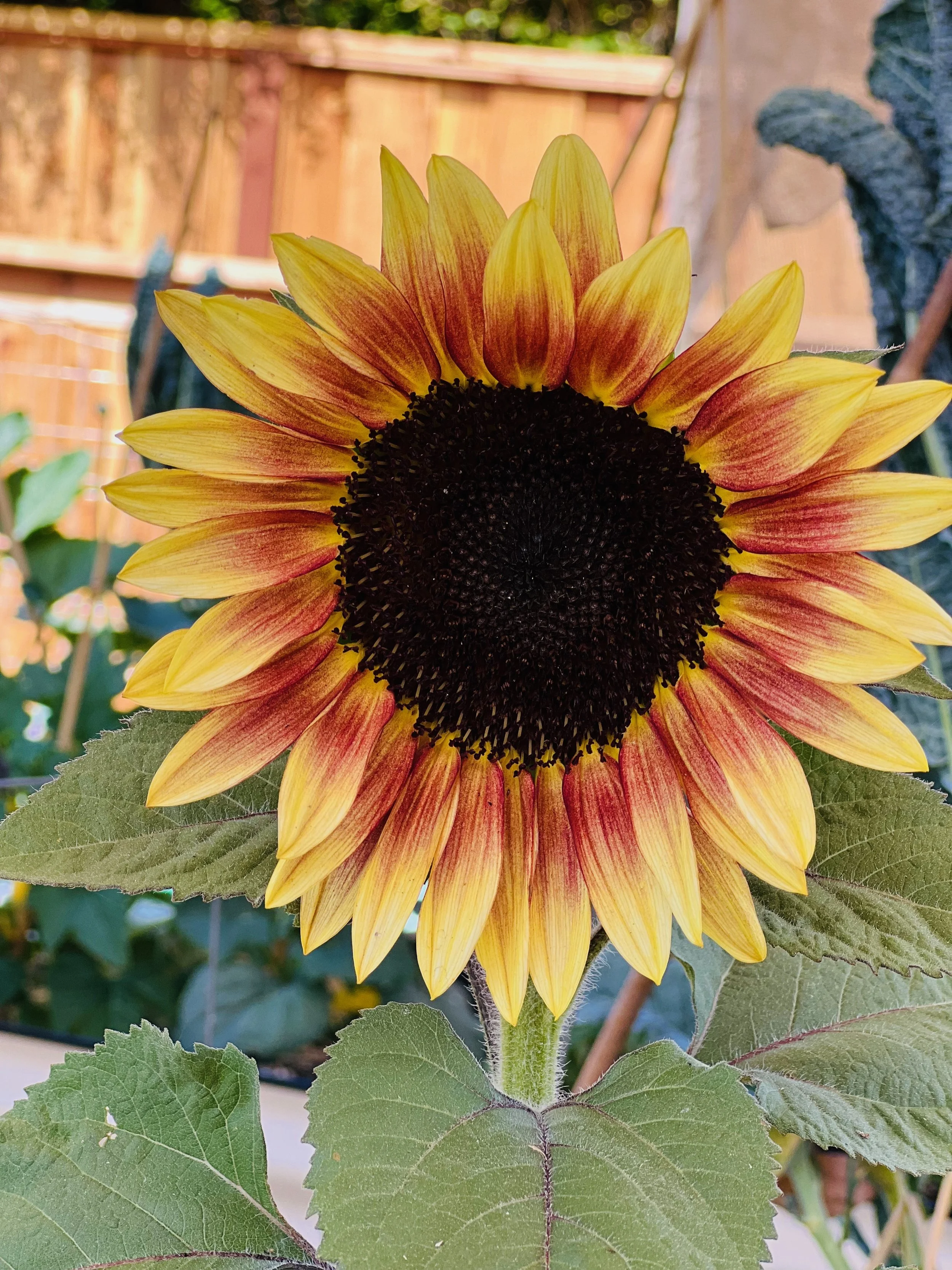 Close-up of a sunflower with yellow and reddish petals and a dark center, outdoors in a garden setting.