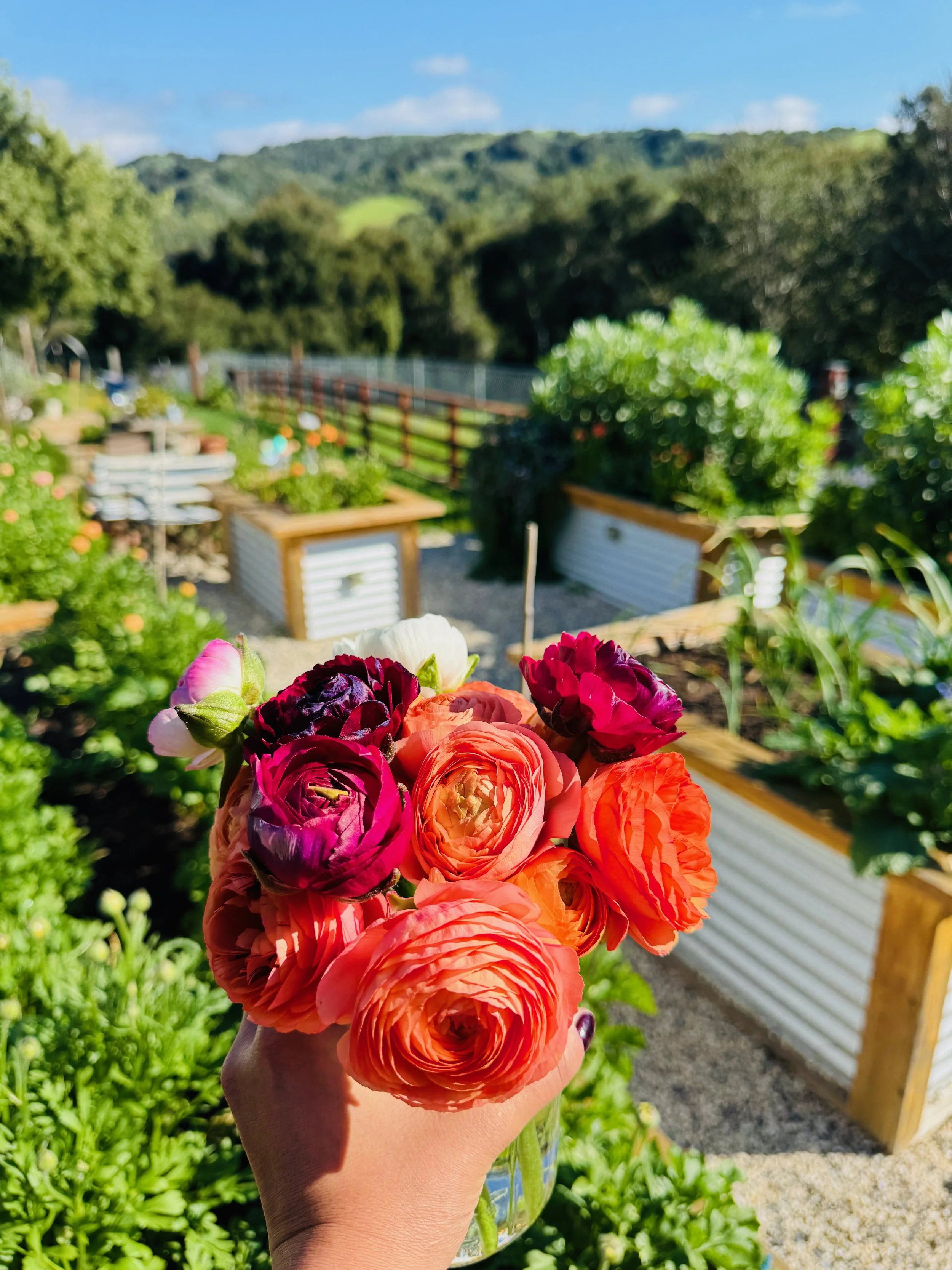 Person holding a jar of brightly colored ranunculus flowers in front of a garden with raised beds, trees, a fence, and hills in the background on a sunny day.