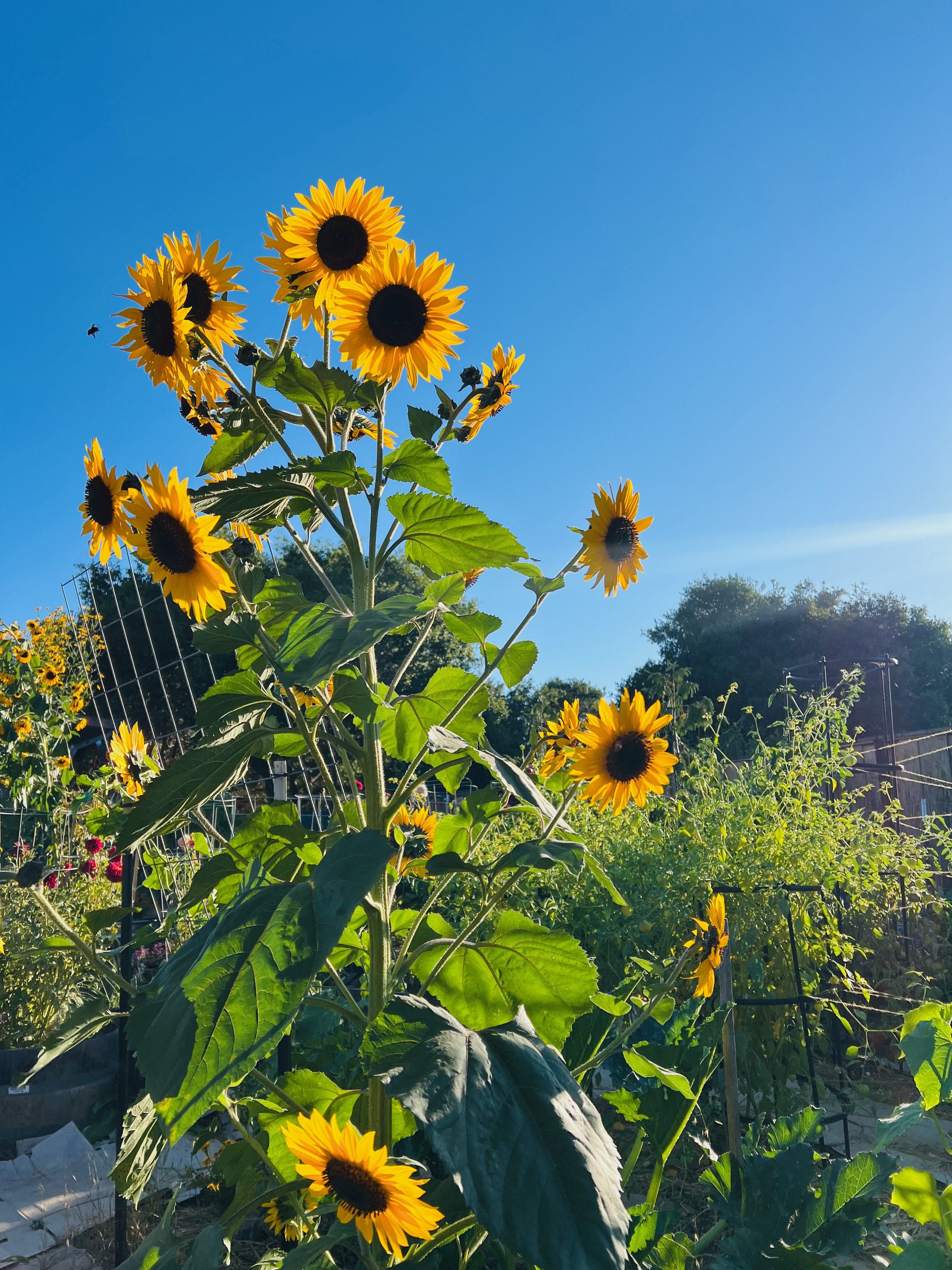 Sunflowers blooming in a garden under a bright blue sky.