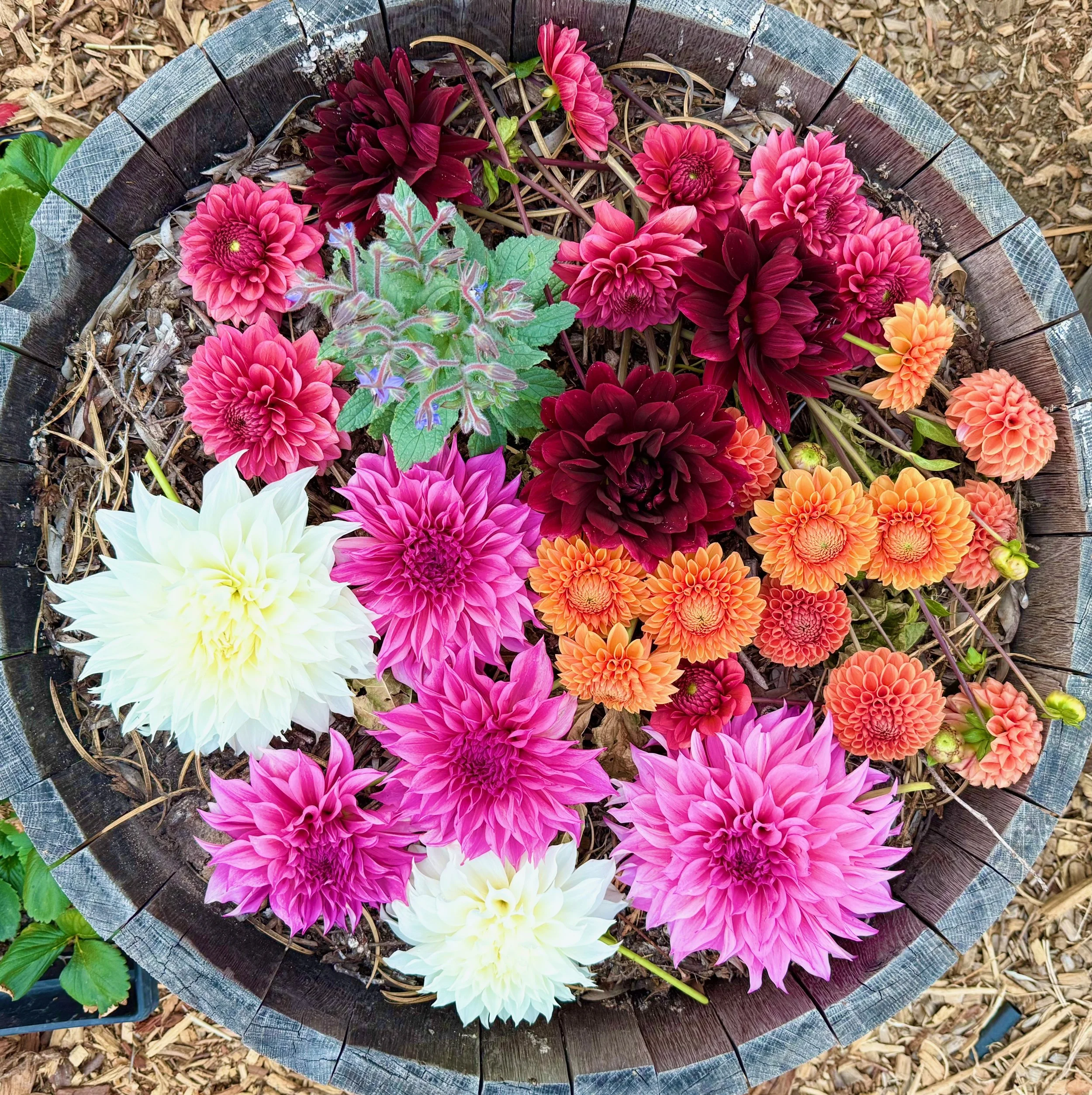 A circular wooden planter filled with colorful dahlias and a green leafy plant with purple flowers, set on a dirt ground.