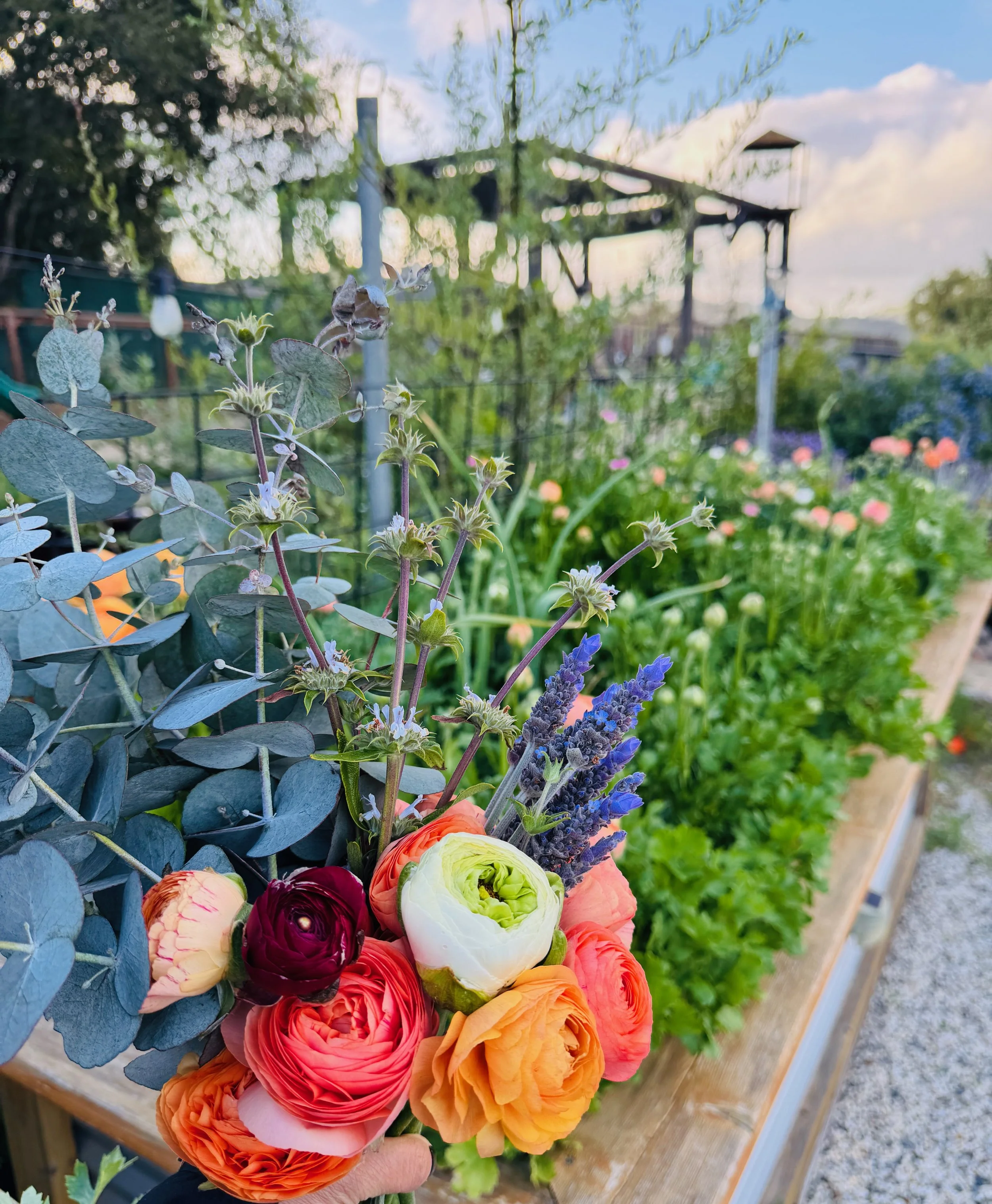 Close-up of a bouquet of assorted colorful flowers including ranunculus, lavender, and other wildflowers, held over a garden bed with various blooming flowers and green plants.