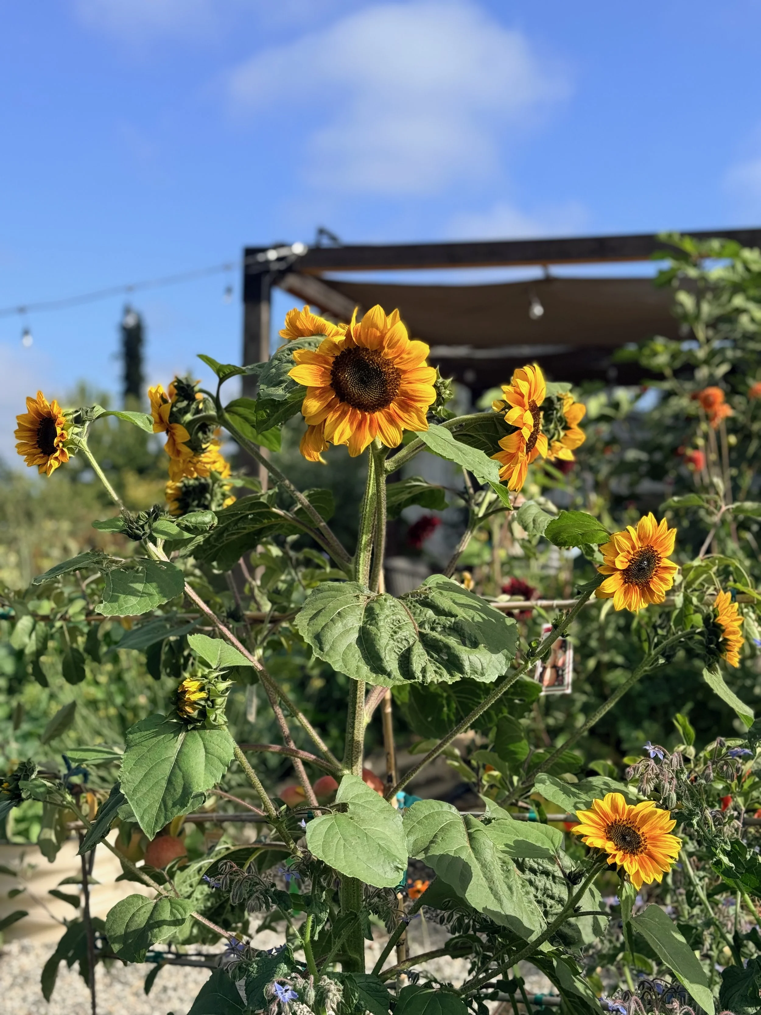 Sunflower plant with multiple yellow flowers and green leaves in a garden under a blue sky.