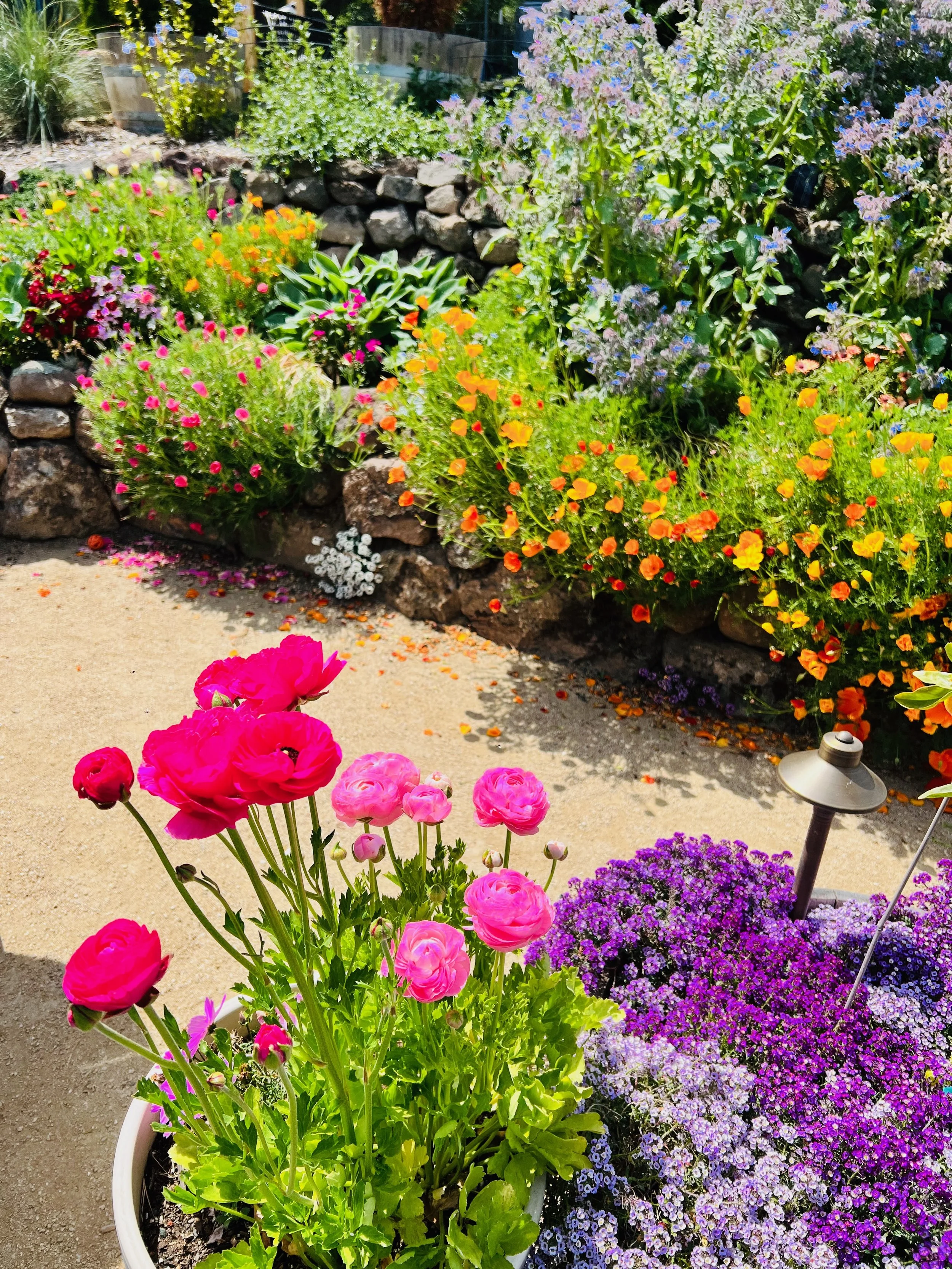 Colorful flower garden with pink ranunculus in a pot in the foreground, purple alyssum flowers, and a variety of other colorful flowers, including orange and purple blooms, surrounded by a stone border and a solar-powered garden light.