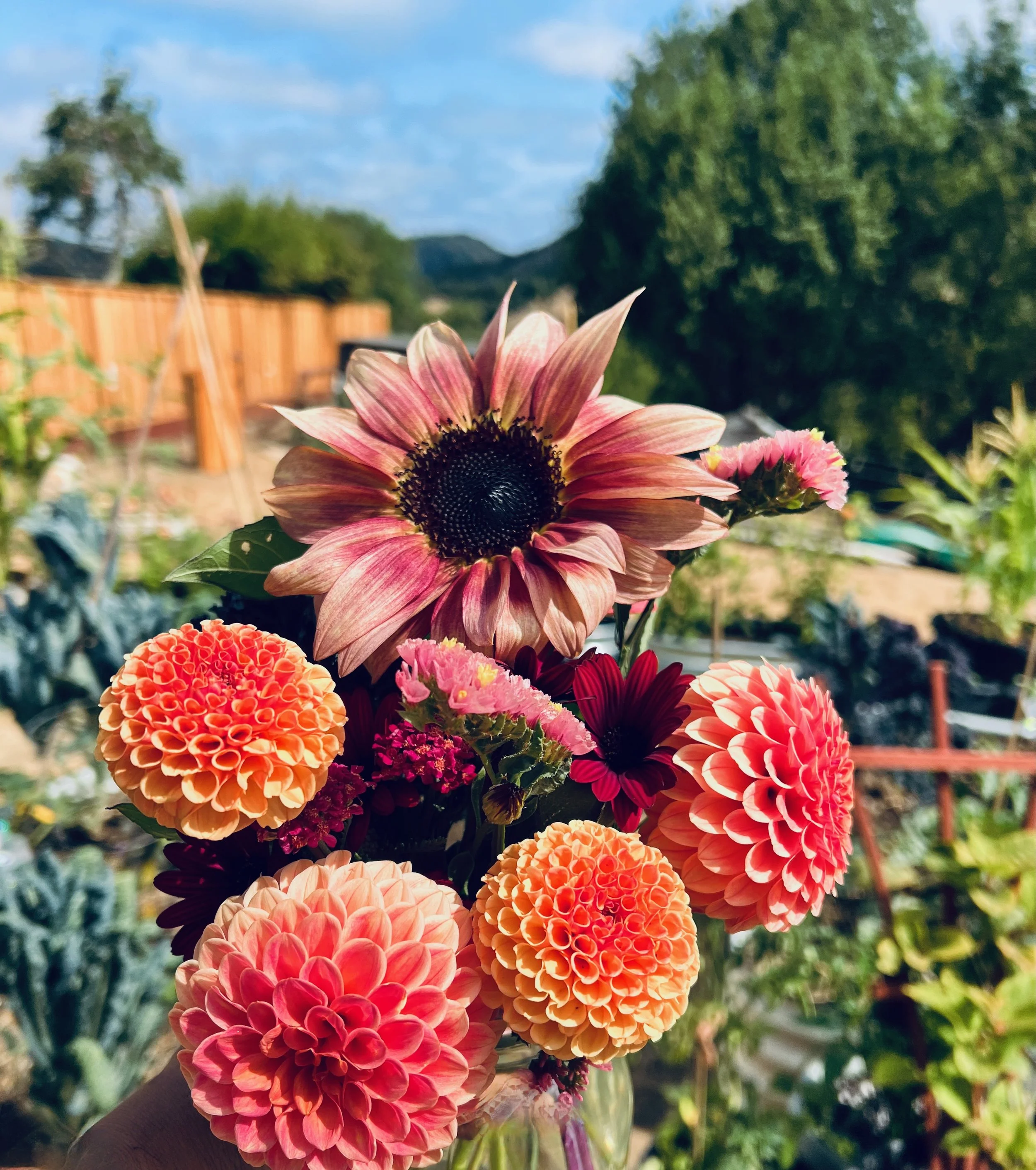 A bouquet of colorful flowers including dahlias and a sunflower, held outdoors with a garden and blue sky in the background.