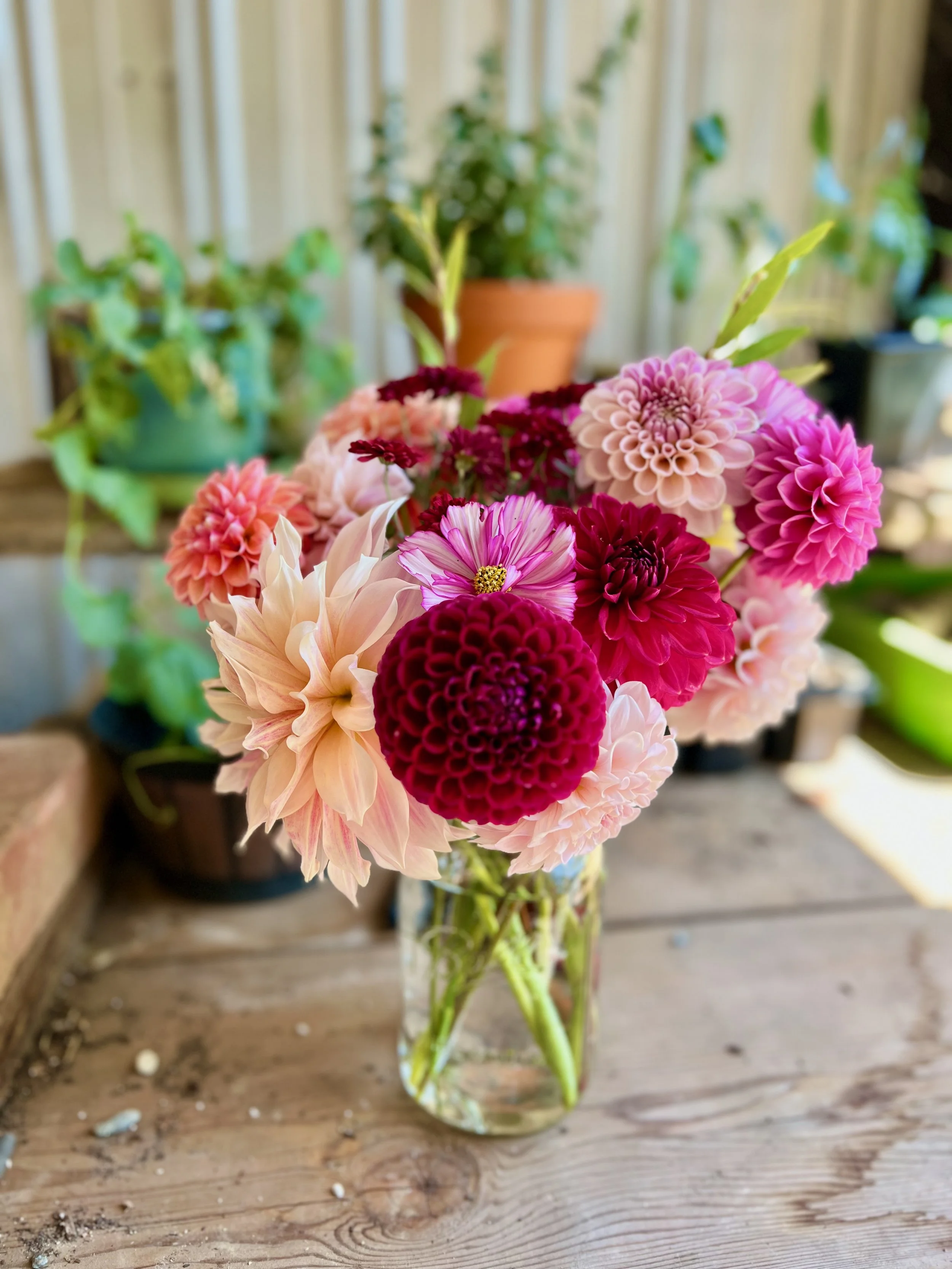 A clear glass vase filled with a colorful bouquet of various pink, red, and peach dahlias set on a wooden table outdoors, with blurred potted plants and a wooden fence in the background.